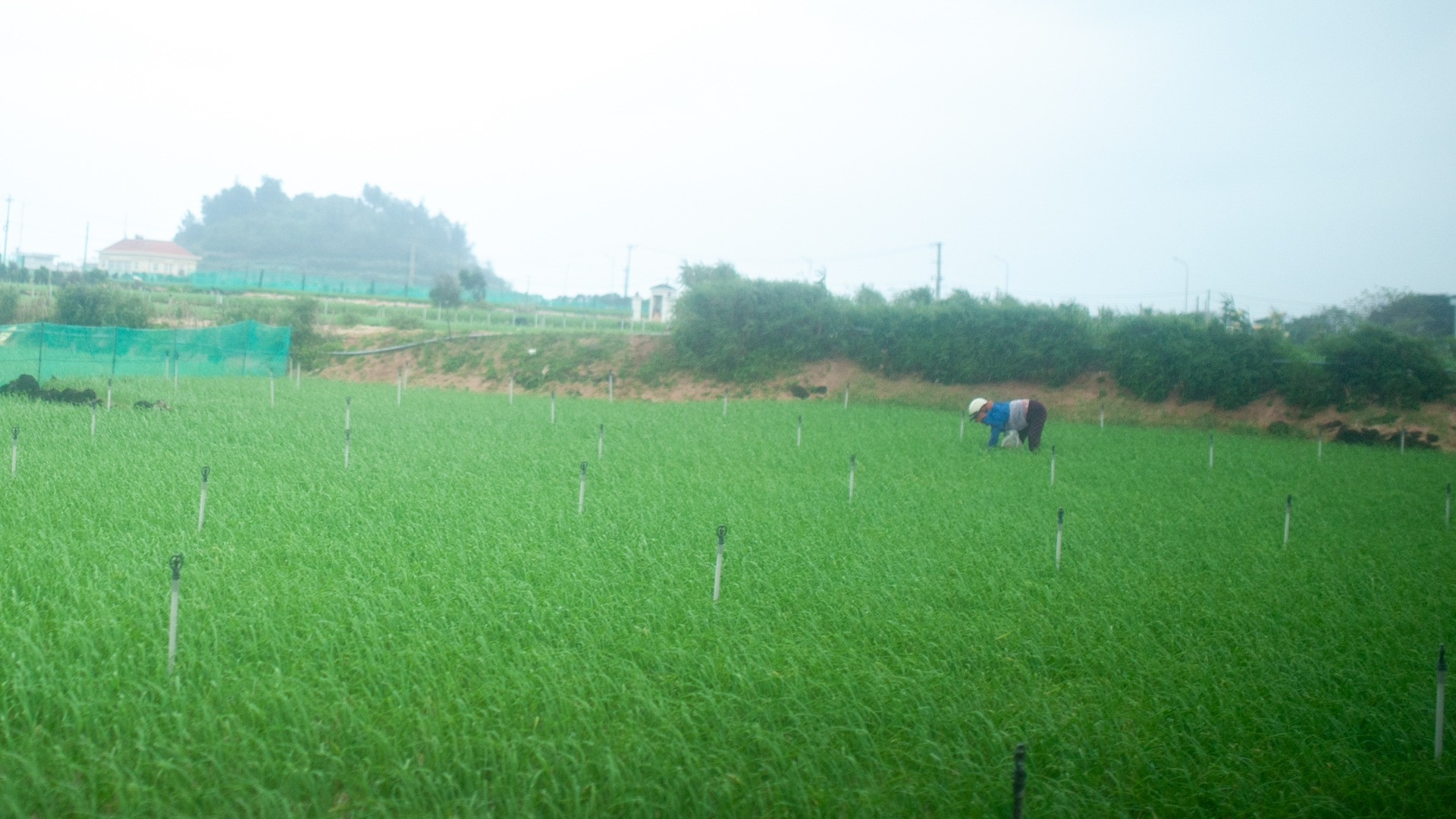 Suốt chặng đường vào trung tâm huyện đảo, những cánh đồng tỏi xanh mướt trải dài theo tầm mắt, thấp thoáng qua ô cửa kính xe là hình ảnh người dân Lý Sơn đang tất bật chuẩn bị cho mùa thu hoạch.