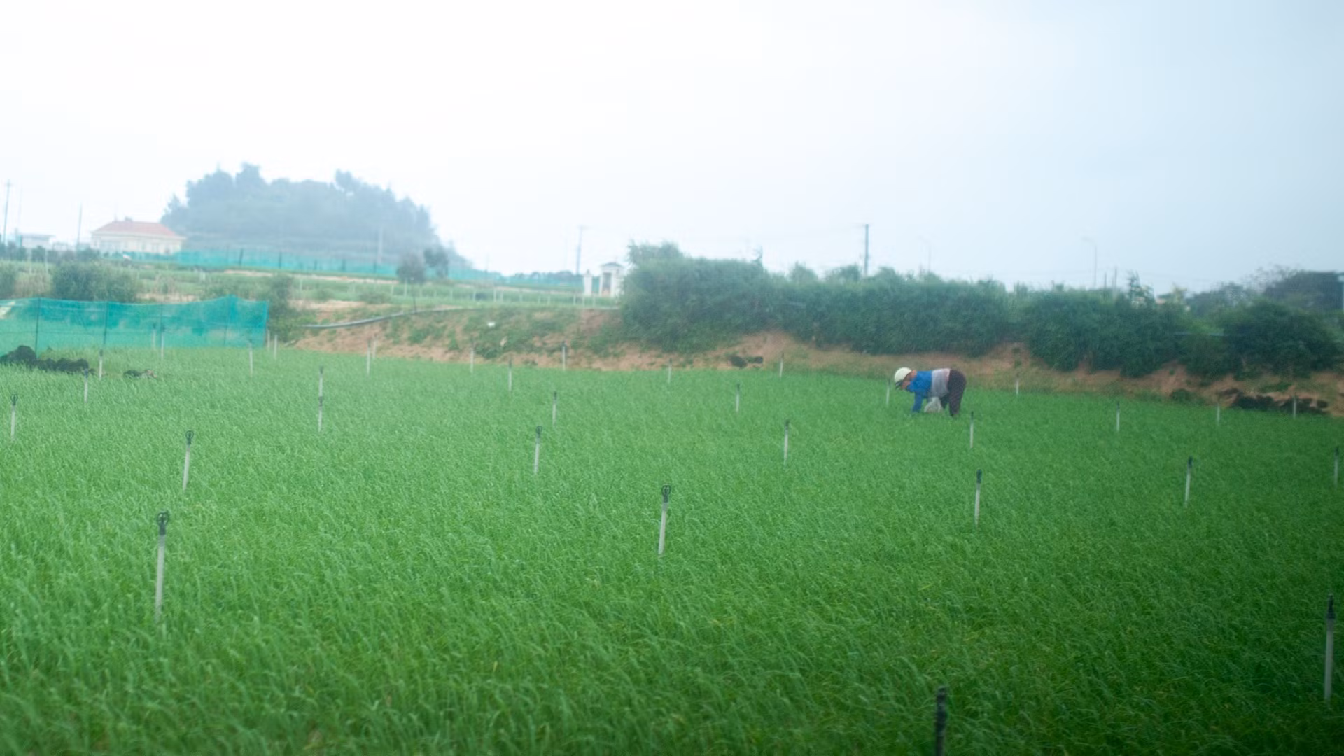 Suốt chặng đường vào trung tâm huyện đảo, những cánh đồng tỏi xanh mướt trải dài theo tầm mắt, thấp thoáng qua ô cửa kính xe là hình ảnh người dân Lý Sơn đang tất bật chuẩn bị cho mùa thu hoạch. Suốt chặng đường vào trung tâm huyện đảo, những cánh đồng tỏi xanh mướt trải dài theo tầm mắt, thấp thoáng qua ô cửa kính xe là hình ảnh người dân Lý Sơn đang tất bật chuẩn bị cho mùa thu hoạch.