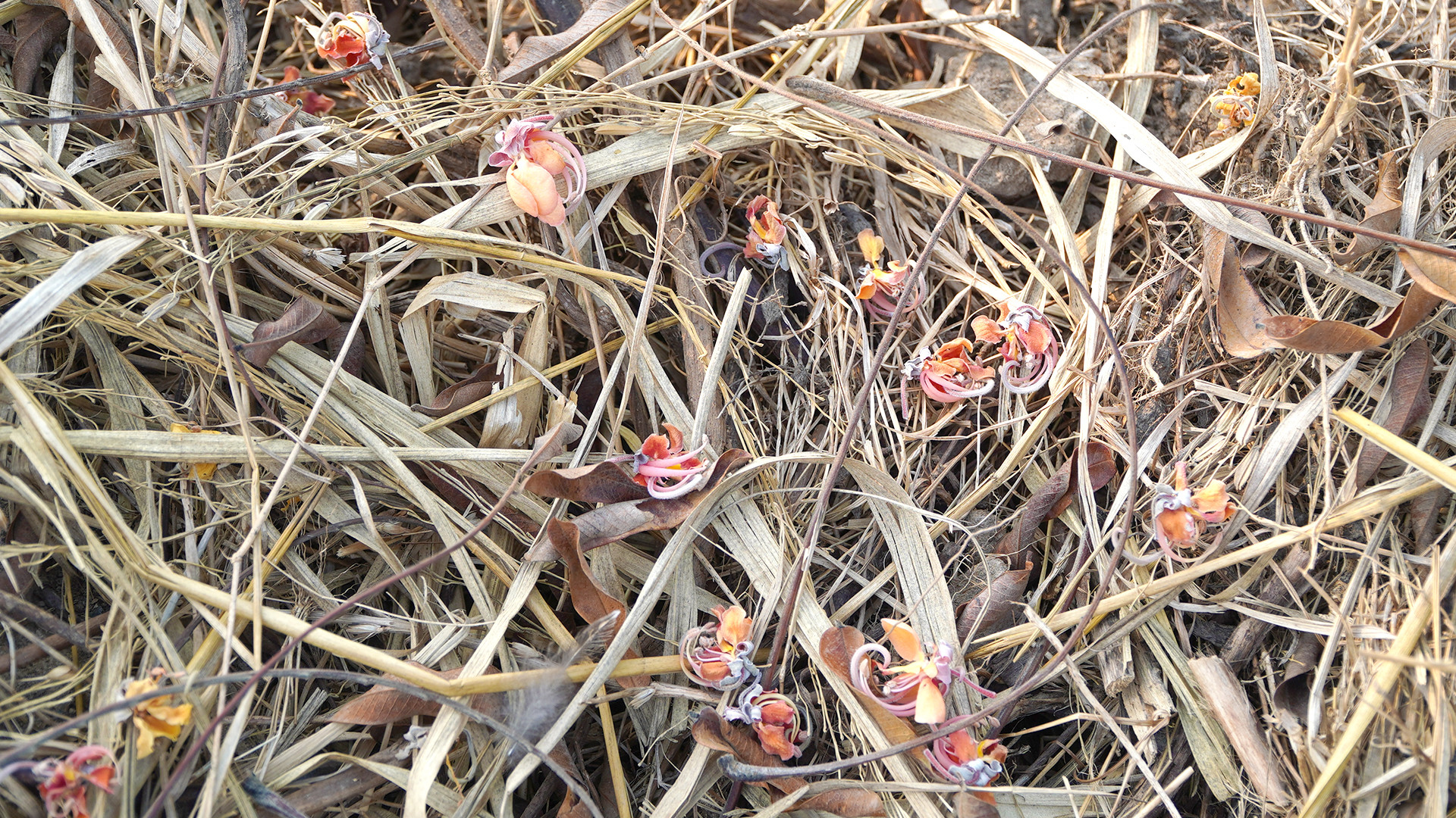 Bông Ô môi rụng trên cánh đồng lúa ở xã Thường Lạc, huyện biên giới Hồng Ngự. (Ảnh: HỮU NGHĨA)