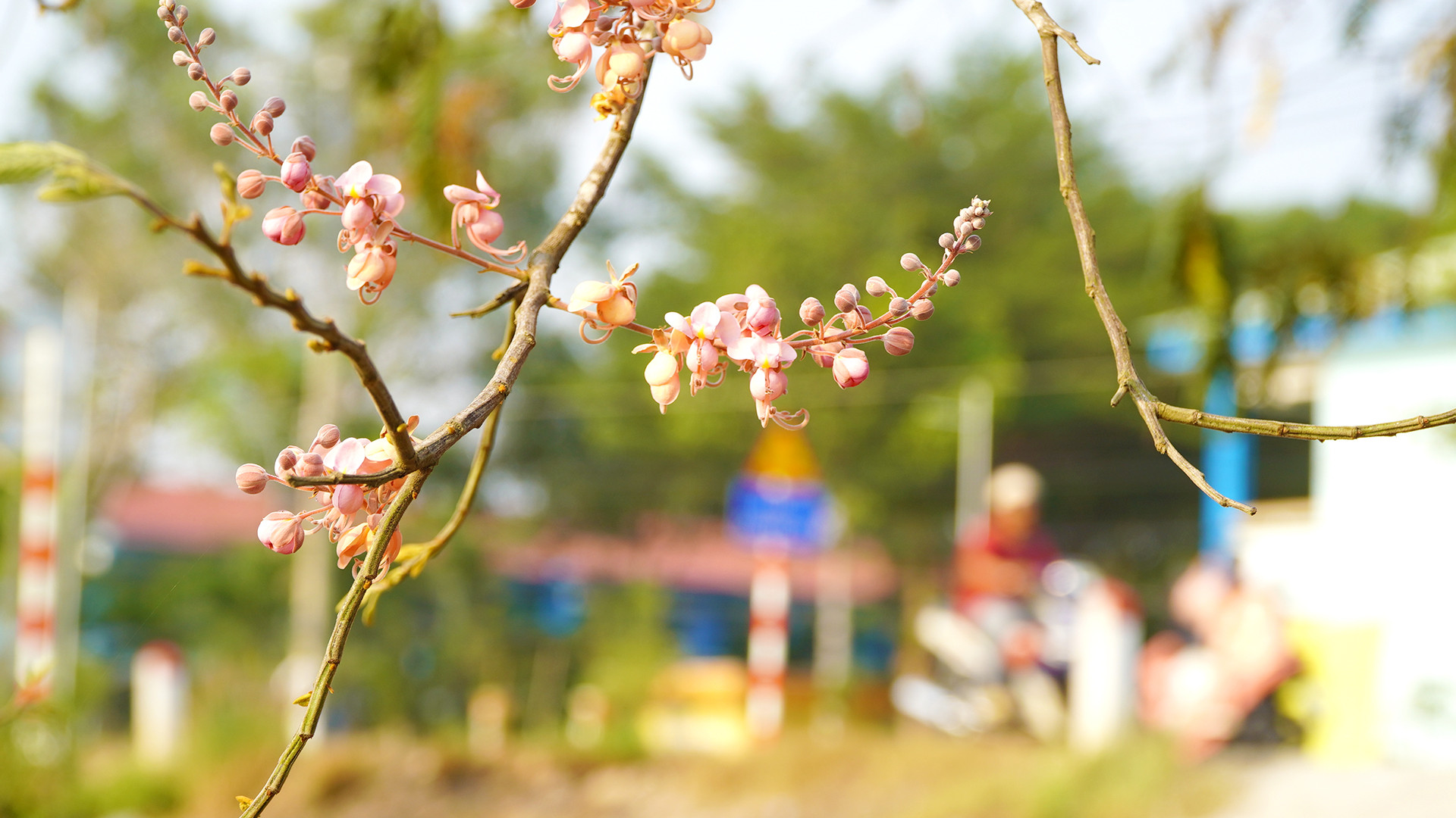 Bông Ô môi khoe sắc đối diện cổng Trường trung học cơ sở Bình Thạnh, thành phố Hồng Ngự. (Ảnh: HỮU NGHĨA)