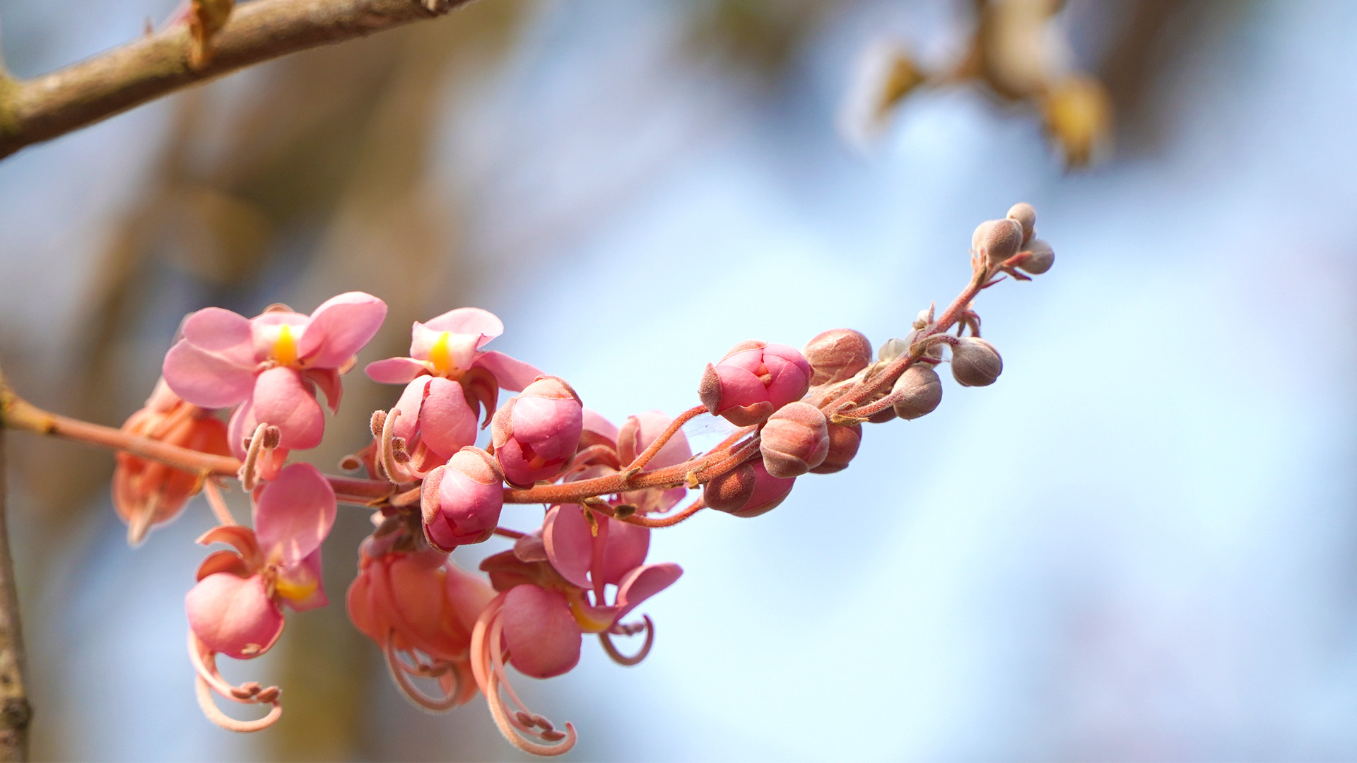 Bông Ô môi khoe sắc một góc trời vùng biên. (Ảnh: HỮU NGHĨA)