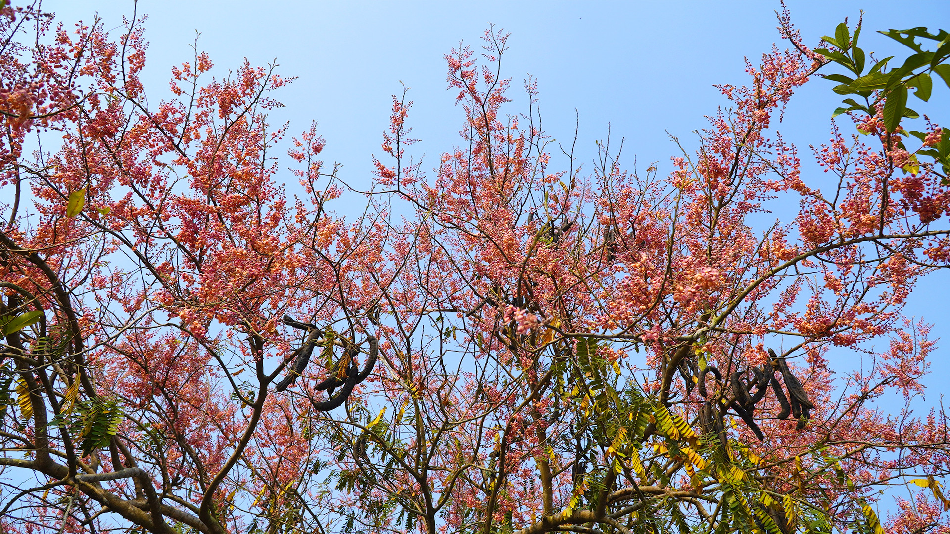 Bông Ô môi khoe sắc một góc trời vùng biên. (Ảnh: HỮU NGHĨA)