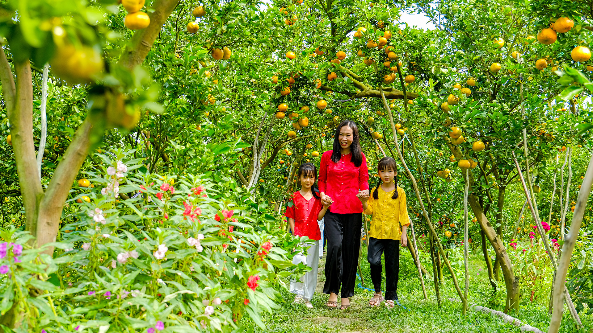 Tham quan, trải nghiệm tại vườn quýt hồng.