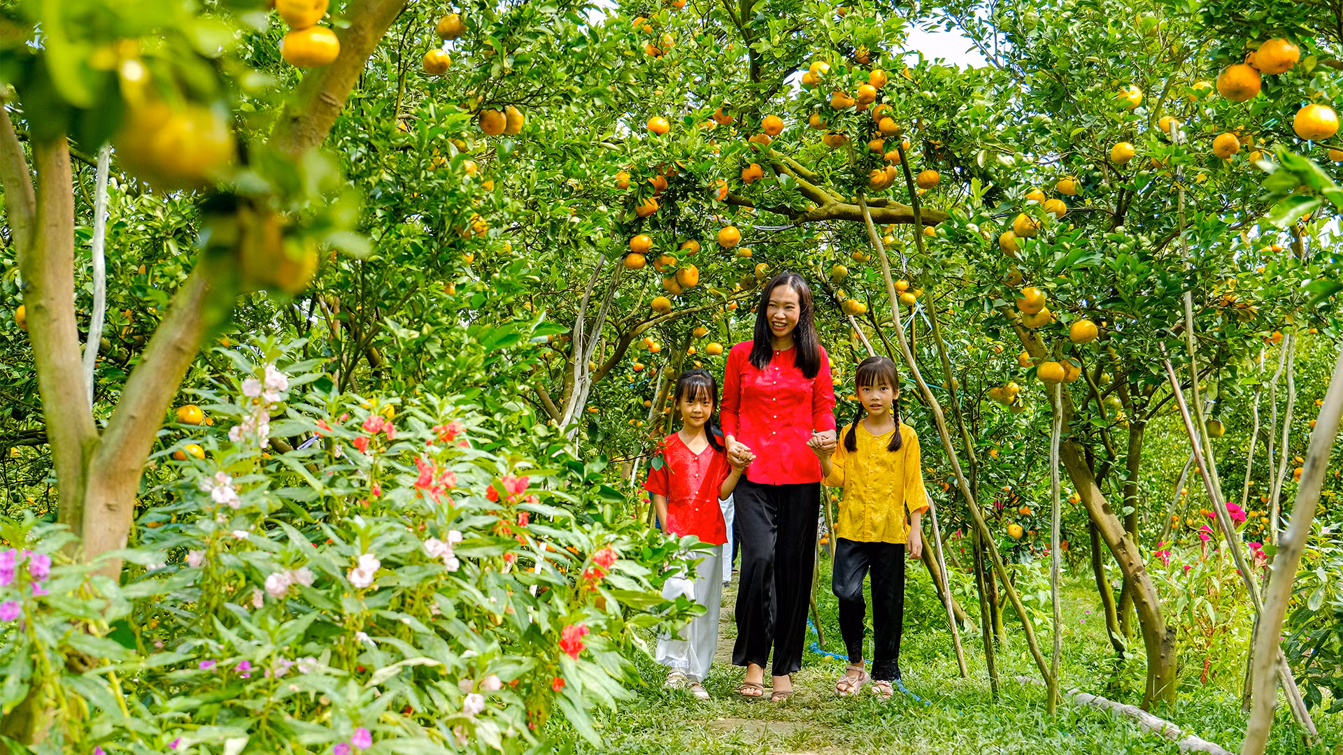 Tham quan, trải nghiệm tại vườn quýt hồng.