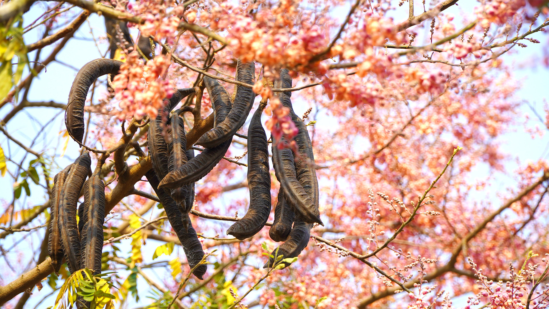 Thời điểm này Ô môi cũng bắt đầu cho trái chín. (Ảnh: HỮU NGHĨA)