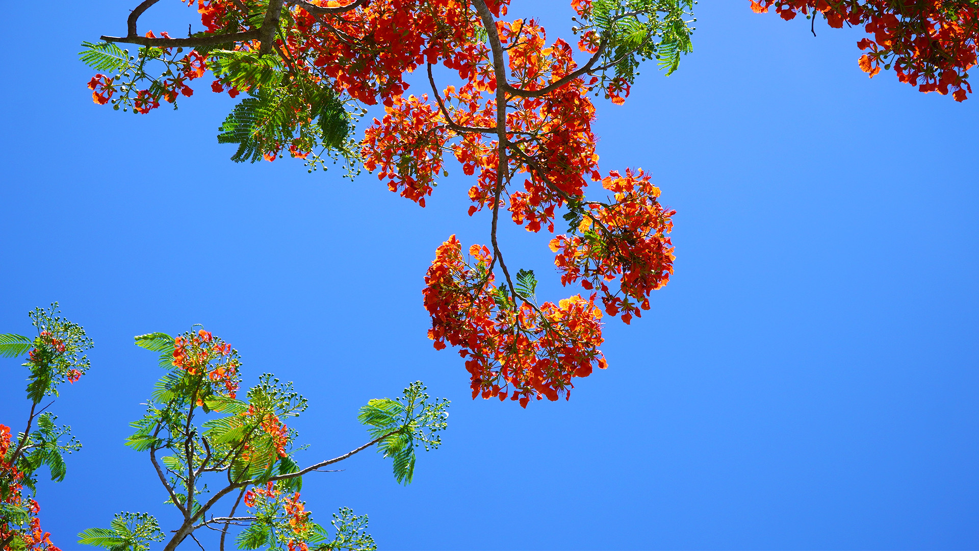 Những cành phượng đỏ khoe sắc. (Ảnh: HỮU NGHĨA) Những cành phượng đỏ khoe sắc. (Ảnh: HỮU NGHĨA)