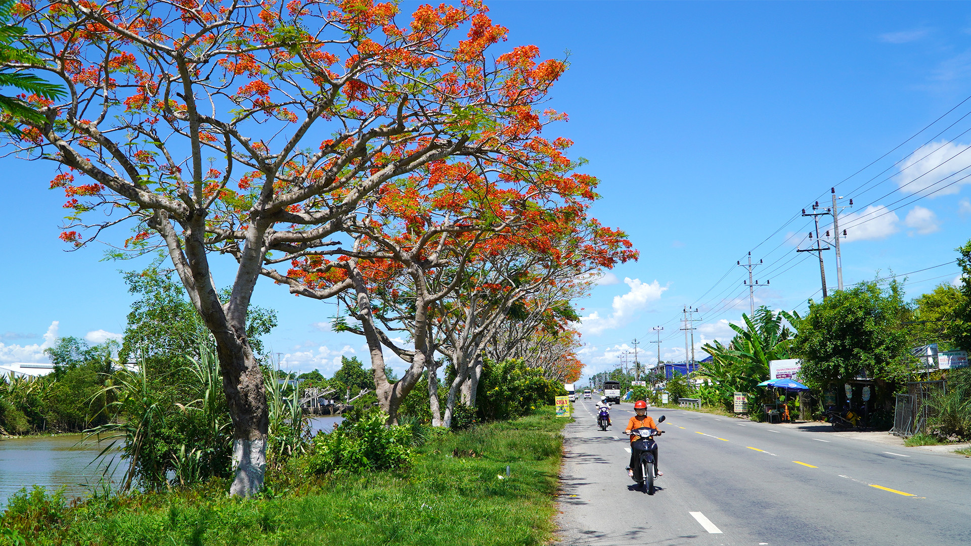 Con đường hoa phượng dài khoảng 4km, nằm ven tuyến quốc lộ 80, qua địa bàn xã Bình Thành, huyện Lấp Vò, tỉnh Đồng Tháp đang trổ bông. (Ảnh: HỮU NGHĨA)