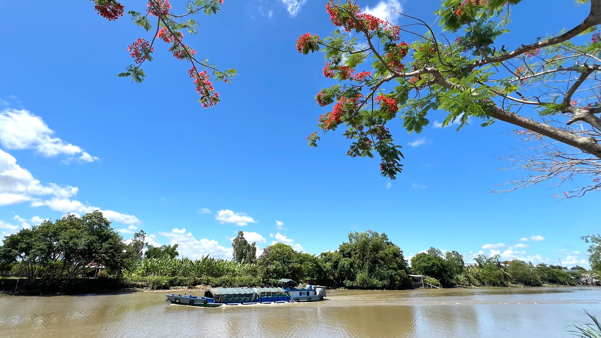 Phượng vĩ khoe sắc bên dòng Kênh Xáng, nơi có nhiều ghe tàu ngang qua. (Ảnh: HỮU NGHĨA) Phượng vĩ khoe sắc bên dòng Kênh Xáng, nơi có nhiều ghe tàu ngang qua. (Ảnh: HỮU NGHĨA)