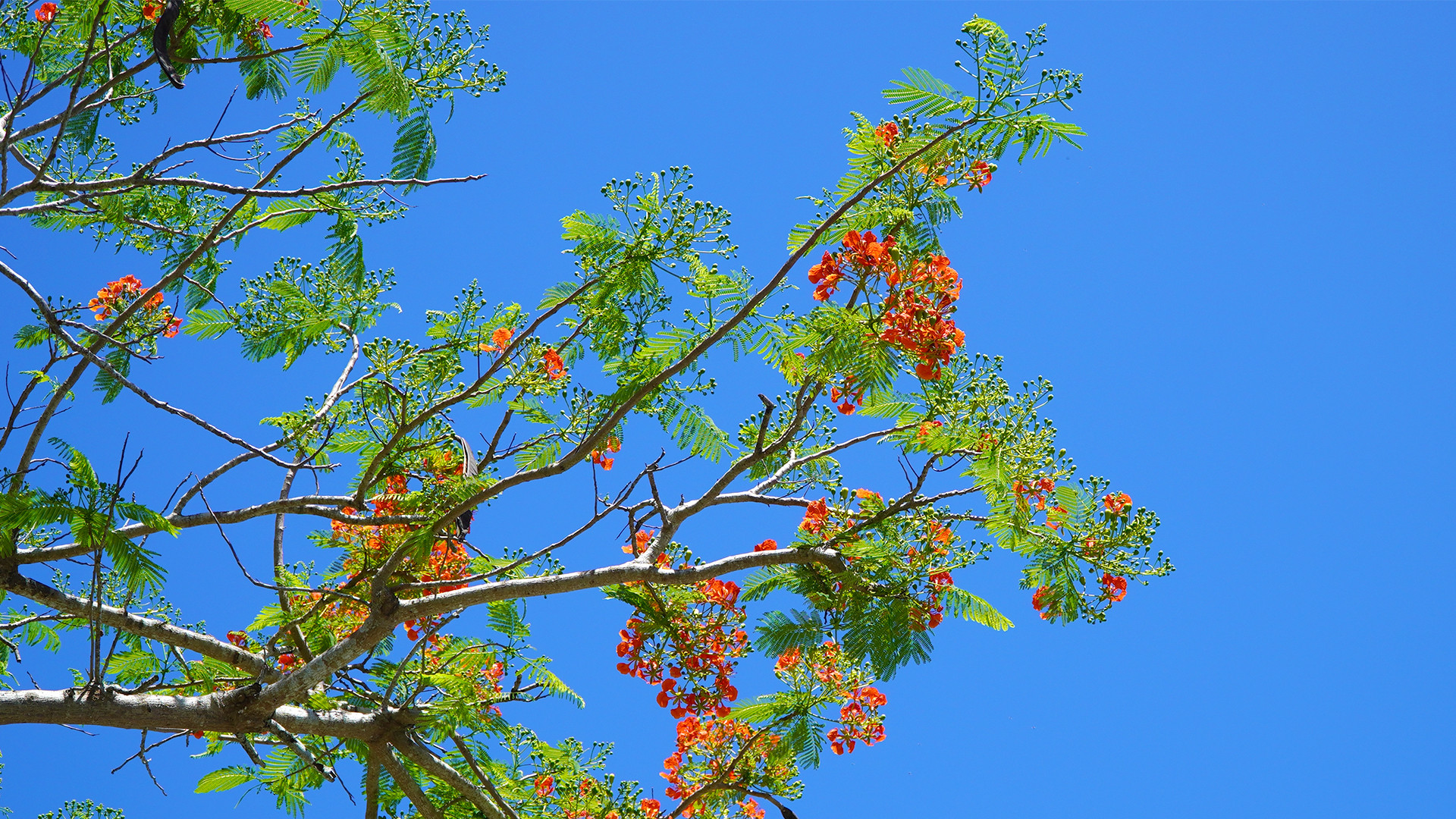 Đường hoa phượng sẽ còn tiếp tục khoe sắc trong những ngày hè. (Ảnh: HỮU NGHĨA) Đường hoa phượng sẽ còn tiếp tục khoe sắc trong những ngày hè. (Ảnh: HỮU NGHĨA)