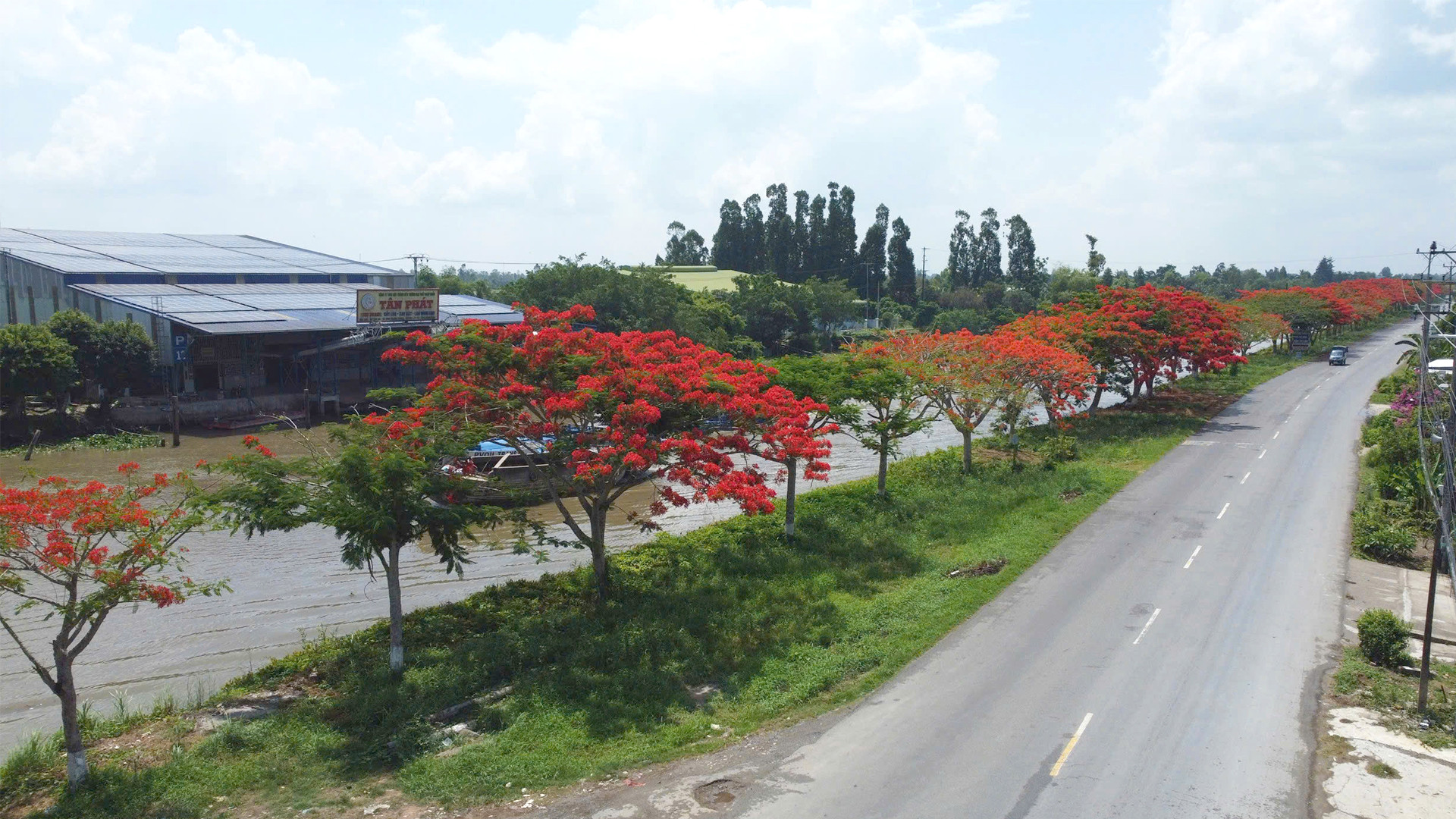 Người dân địa phương cho biết, năm nay hàng phượng vĩ trổ bông không đều như năm trước. (Ảnh tư liệu mùa hạ năm 2024). Người dân địa phương cho biết, năm nay hàng phượng vĩ trổ bông không đều như năm trước. (Ảnh tư liệu mùa hạ năm 2024).