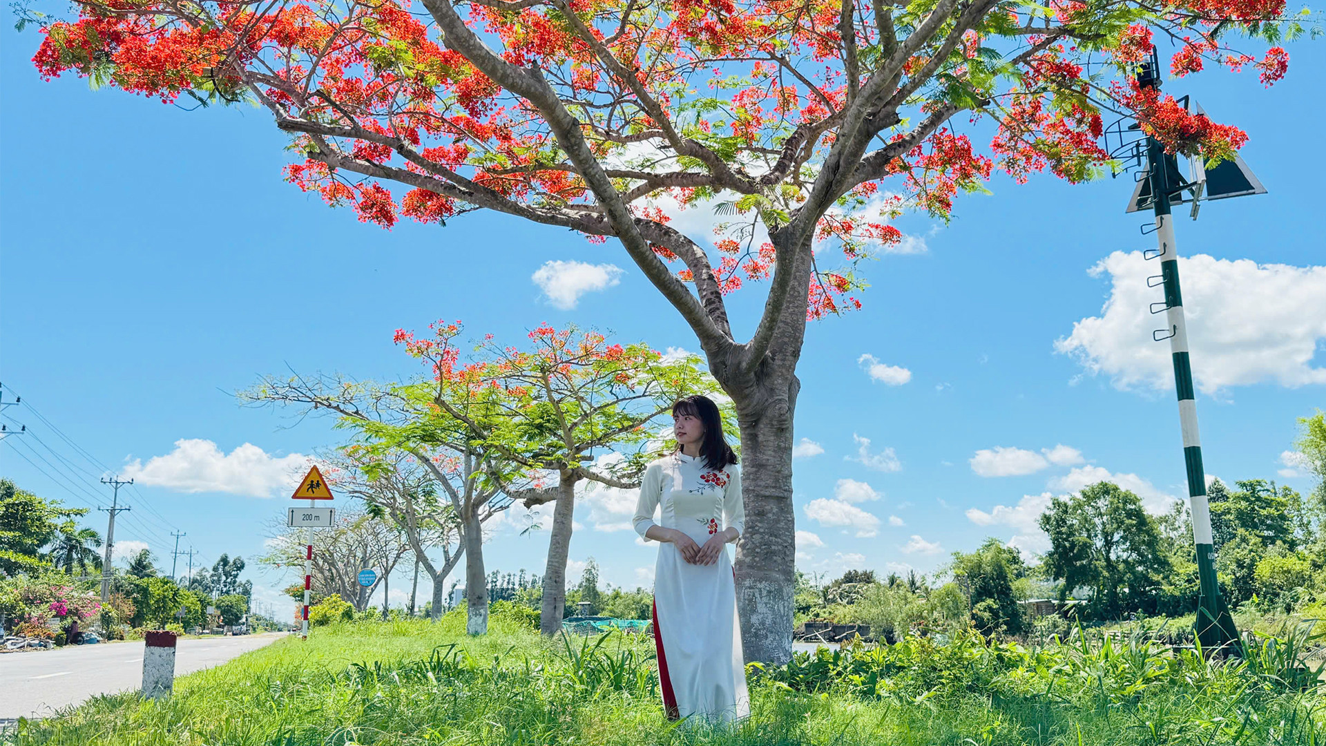 Du khách đi dưới hàng phượng vĩ mùa hạ năm 2025. (Ảnh: HỮU NGHĨA) Du khách đi dưới hàng phượng vĩ mùa hạ năm 2025. (Ảnh: HỮU NGHĨA)