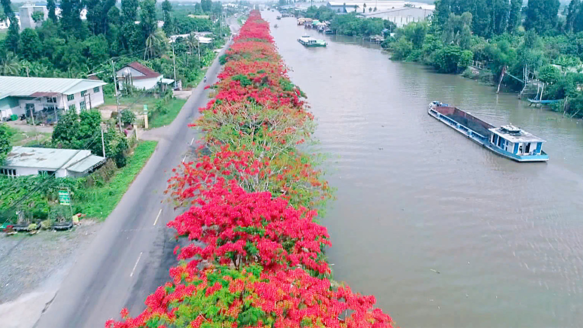 Hàng phượng vĩ nhìn từ trên cao. (Ảnh tư liệu) Hàng phượng vĩ nhìn từ trên cao. (Ảnh tư liệu)