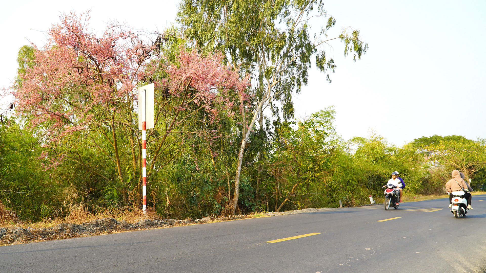 Tại các huyện, thành phố biên giới của tỉnh Đồng Tháp, vẫn còn nhiều cây Ô môi mọc ven đường, trường học… (Ảnh: HỮU NGHĨA)