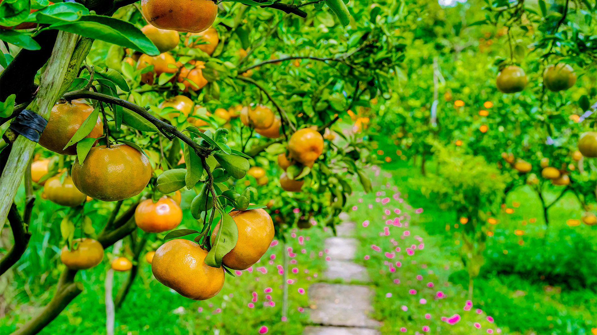 Thời điểm quýt hồng "lên màu" đẹp nhất là từ tháng Chạp cho đến cận Tết.