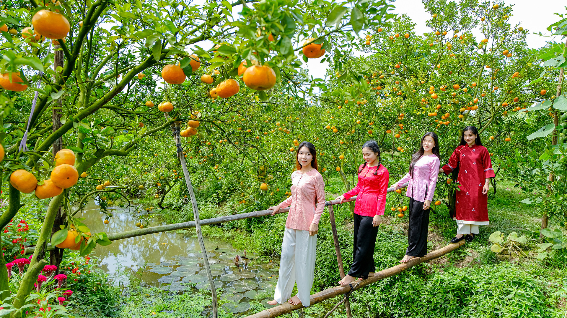 Chiếc cầu tre bên trong vườn quýt hồng luôn được du khách trải nghiệm, chụp ảnh.