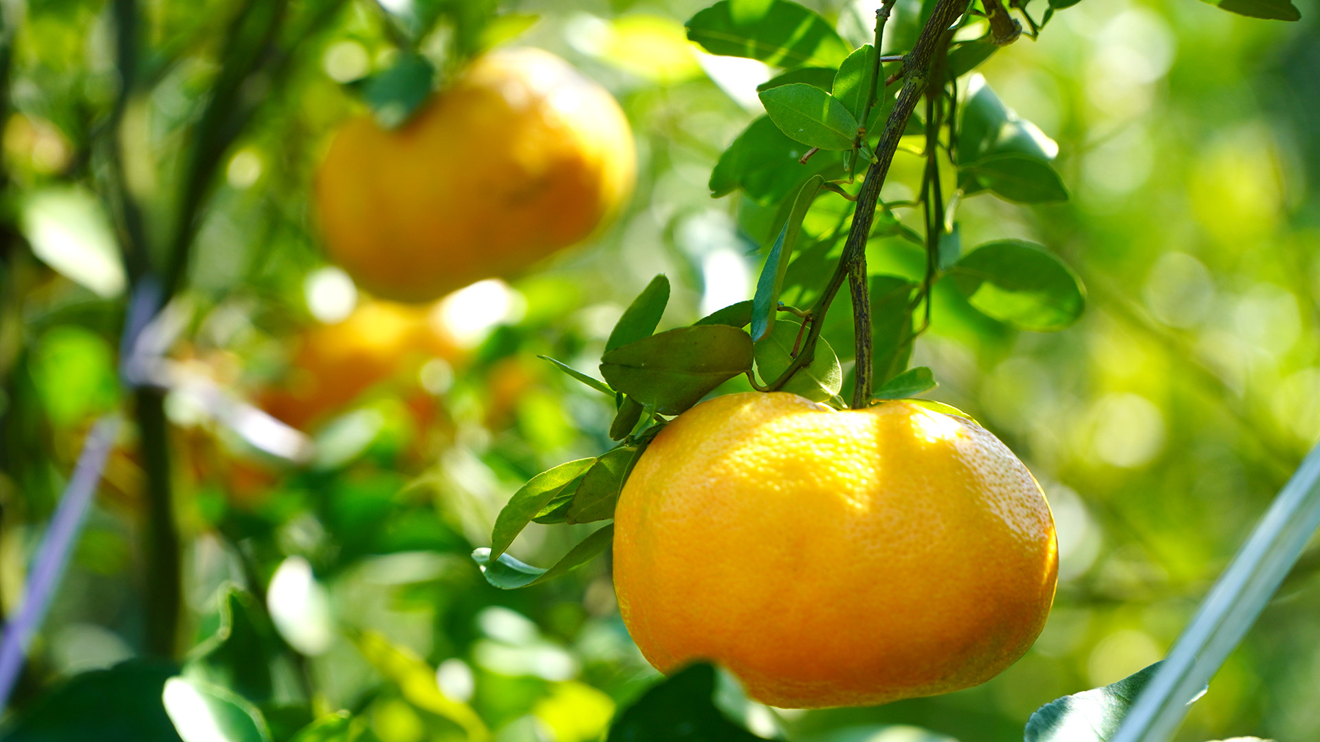 Những trái quýt hồng luôn tạo nên sức hút đặc biệt đối với khách.