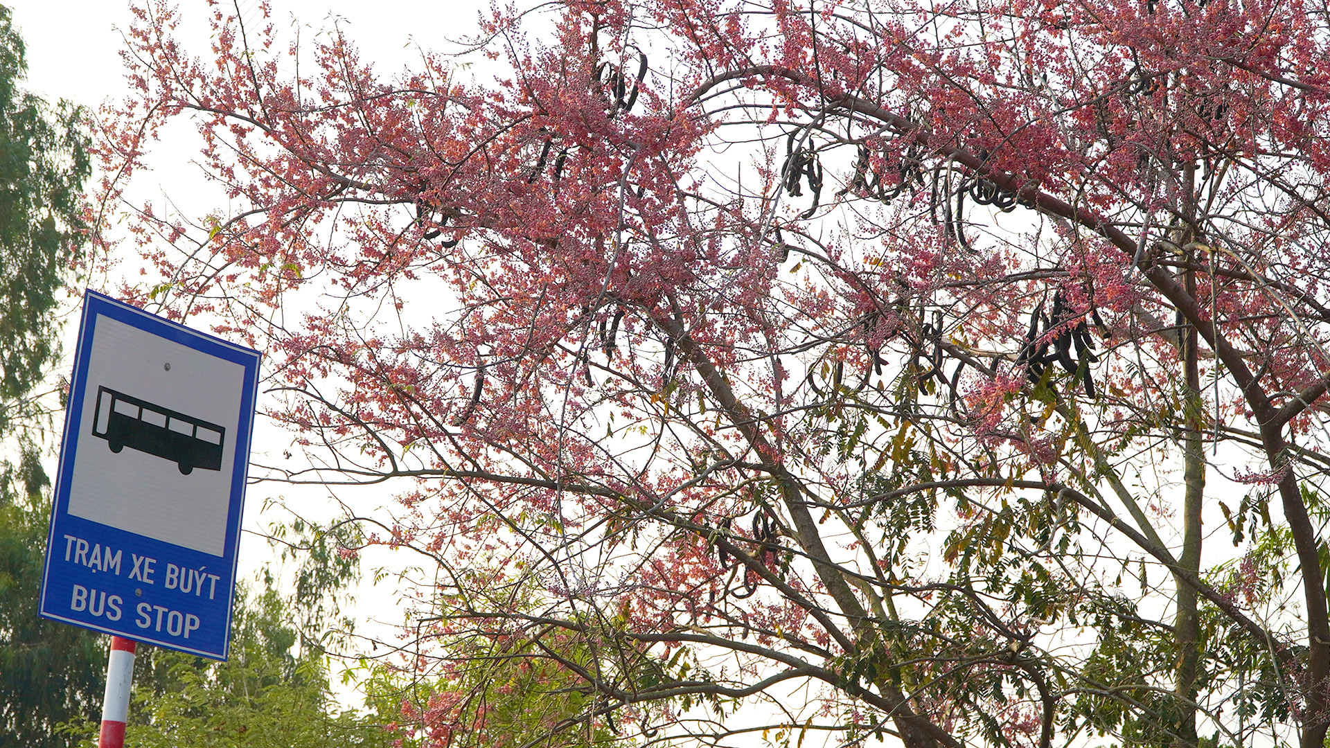 Cây Ô môi trổ bông dày đặc ngay tại một trạm xe buýt, đoạn qua ấp Thống Nhất 1, xã Tân Công Chí, huyện biên giới Tân Hồng. (Ảnh: HỮU NGHĨA)