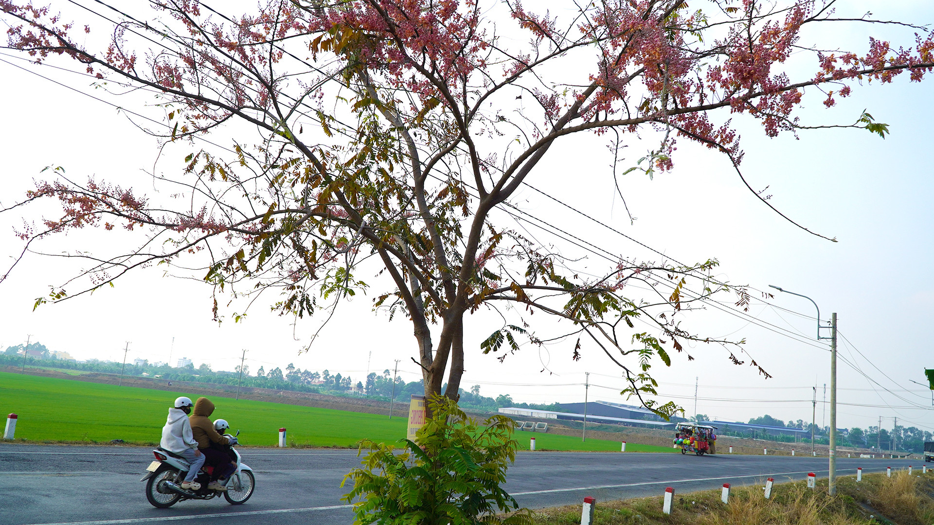 Cây Ô môi trổ bông ven tuyến tránh quốc lộ 30, đoạn qua thành phố Hồng Ngự. (Ảnh: HỮU NGHĨA)