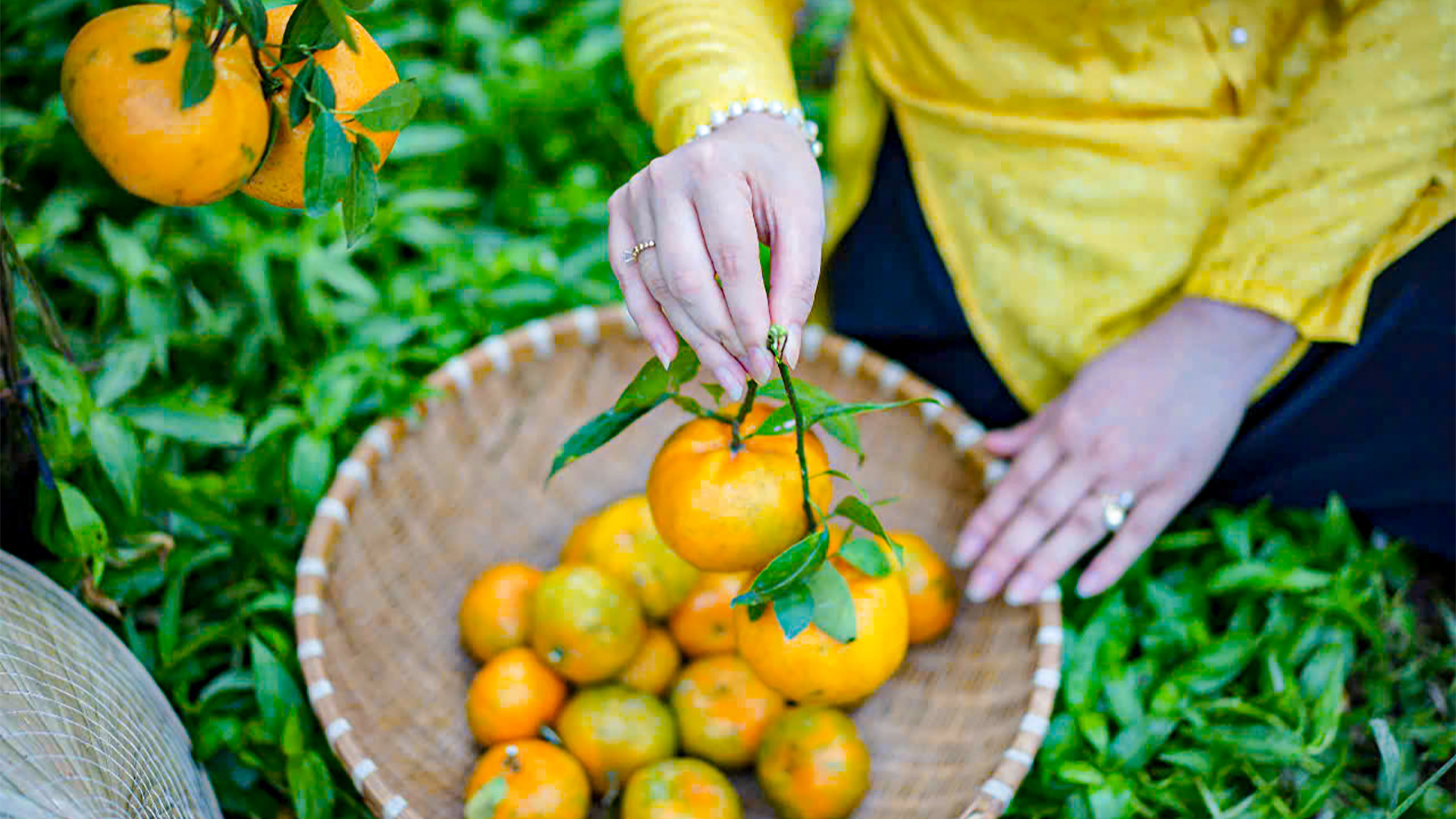 Du khách mua quýt hồng về làm quà tặng, trưng Tết.