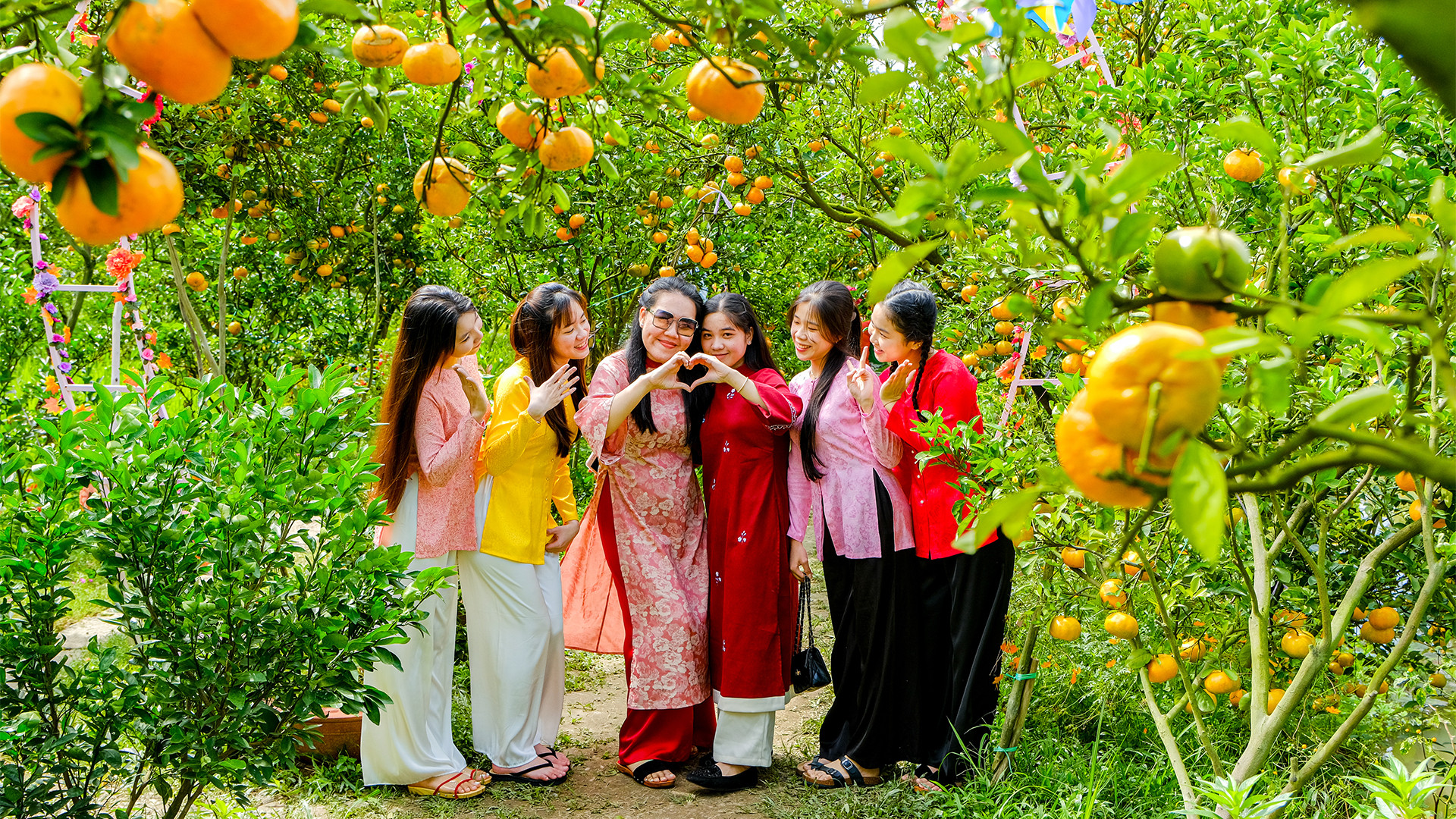 Những ngày qua, có ngày một điểm tham quan vườn quýt hồng phục vụ từ 200 đến 300 lượt khách.