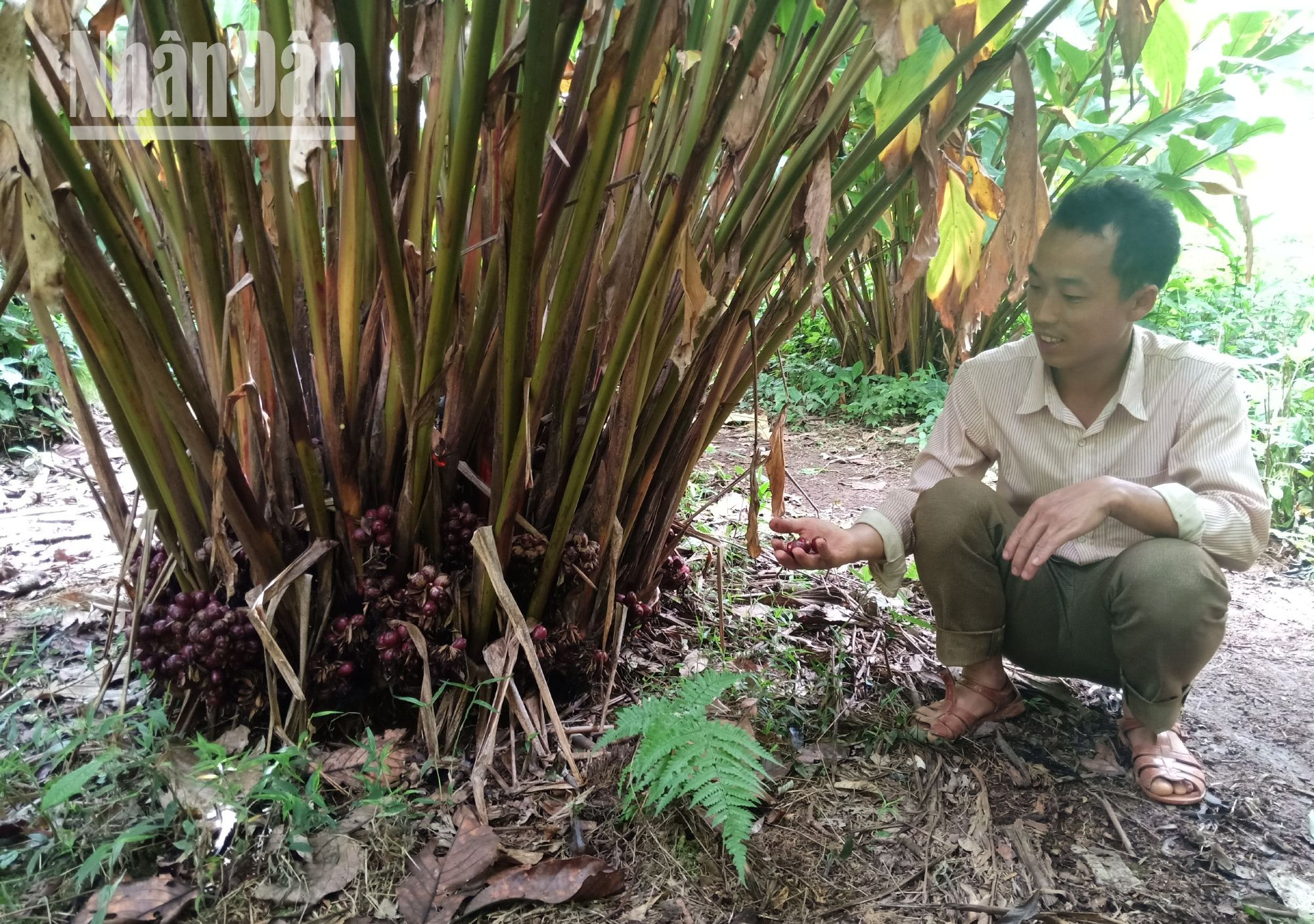 Ngoài trồng lúa nước, người dân tại các bản của xã Háng Đồng còn trồng thảo quả dưới tán rừng.