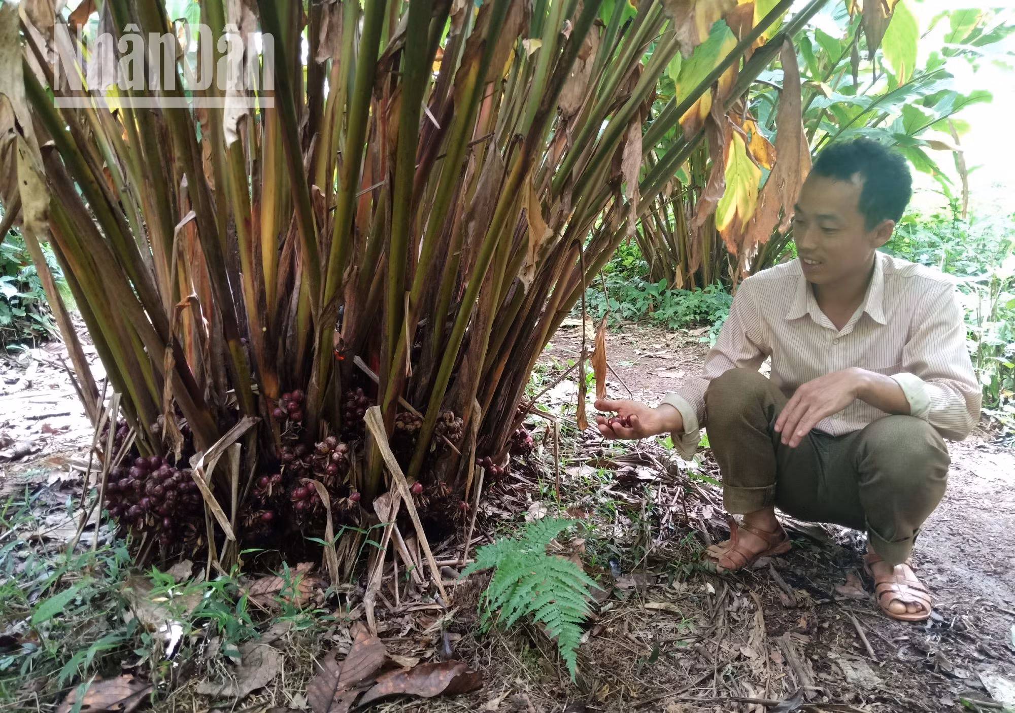 Ngoài trồng lúa nước, người dân tại các bản của xã Háng Đồng còn trồng thảo quả dưới tán rừng.