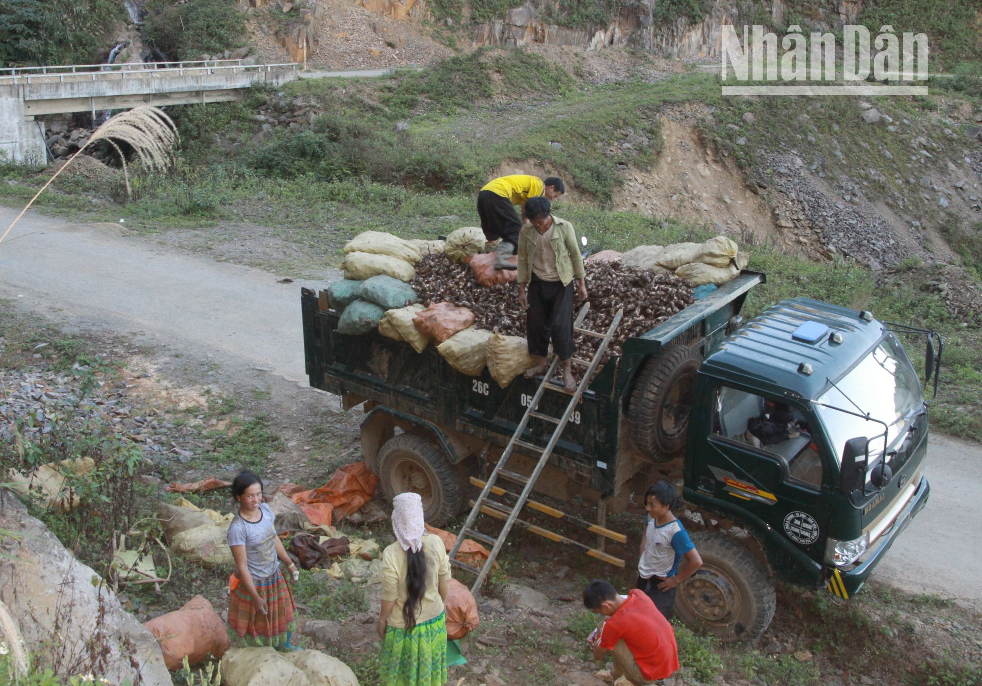 Chiếc xe tải hiệu Chiến Thắng của anh Mùa A Tráng, bản Tà Xùa A, xã Tà Xùa, huyện Bắc Yên vào thu mua dong giềng của gia đình anh Mùa A Câu, bản Háng Ba La, xã Háng Đồng.