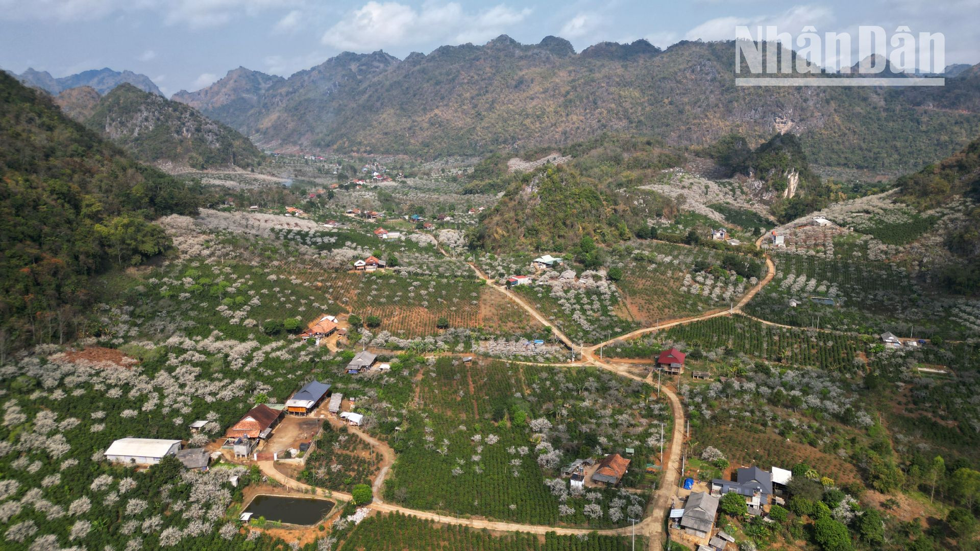 Những gốc mận với màu trắng đặc trưng nở bạt ngàn khắp thung lũng tại các bản của đồng bào dân tộc Thái, H'Mông tại các huyện, thành phố Sơn La.