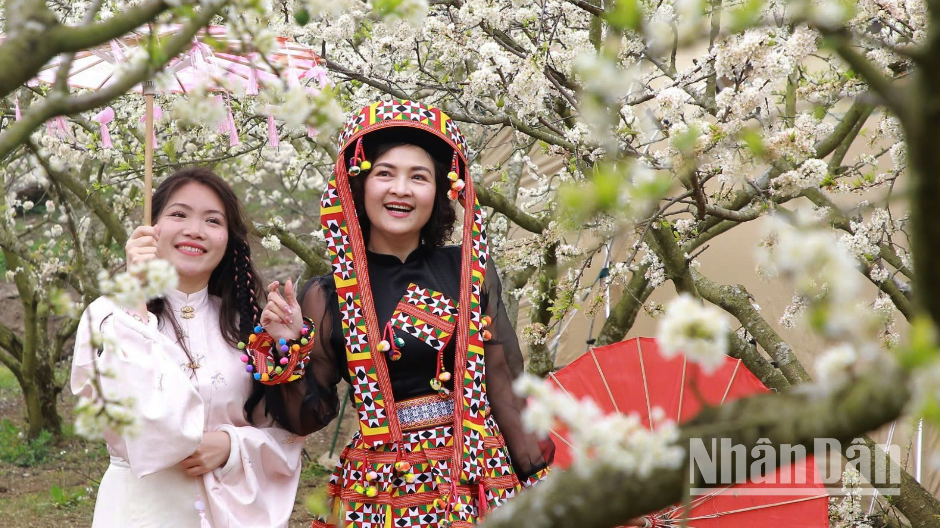 Mỗi năm, vào mùa hoa mận bung sắc trên các triền núi, thung lũng, tỉnh Sơn La đã thu hút được hàng nghìn lượt du khách đến tham quan và trải nghiệm, lưu giữ lại cho mình những bức ảnh đẹp trong mùa hoa mận nở.