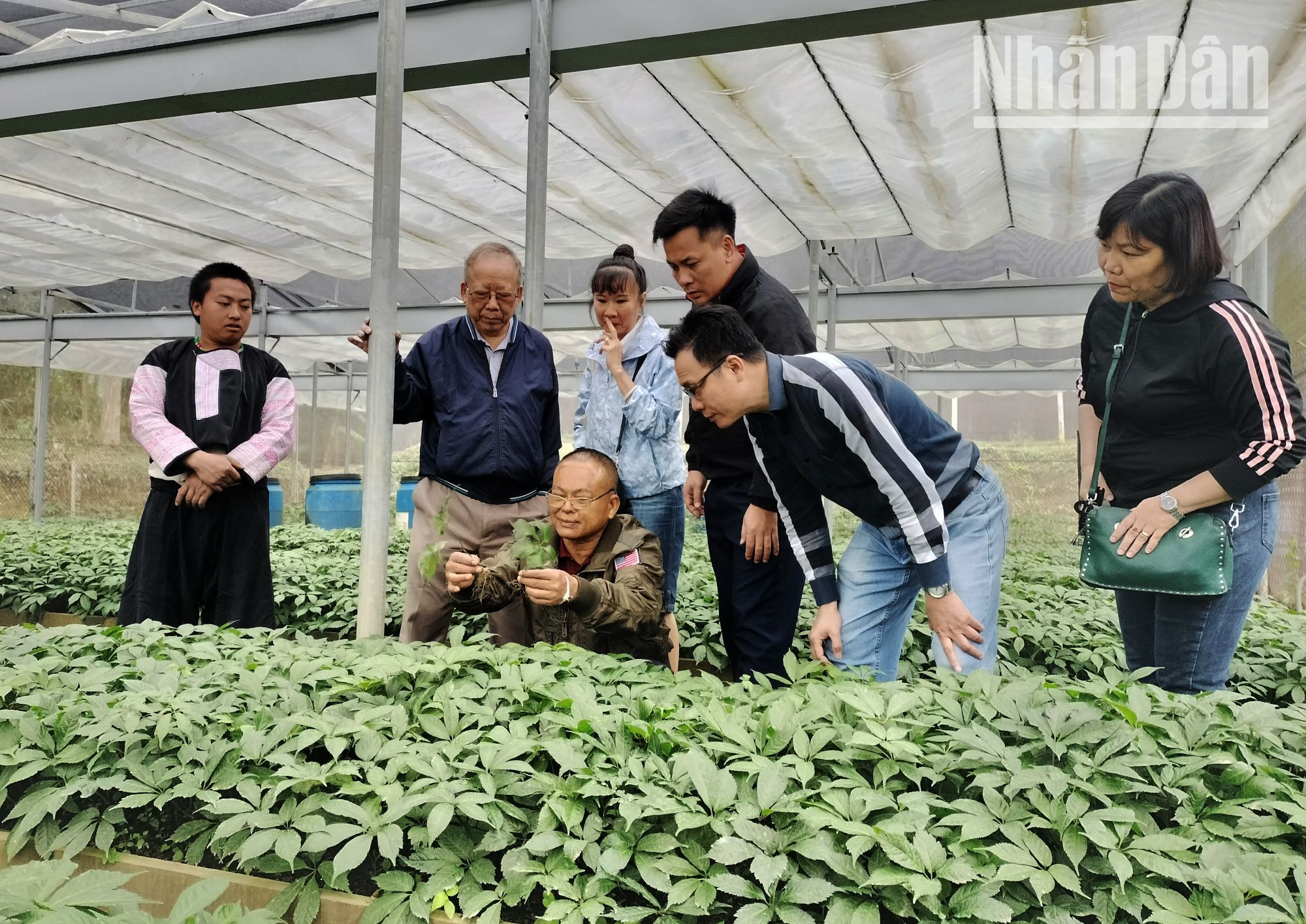 Mô hình ứng dụng công nghệ cao trong trồng sâm Ngọc Linh tại bản Sam Ta, xã Chiềng Chung, huyện Mai Sơn.