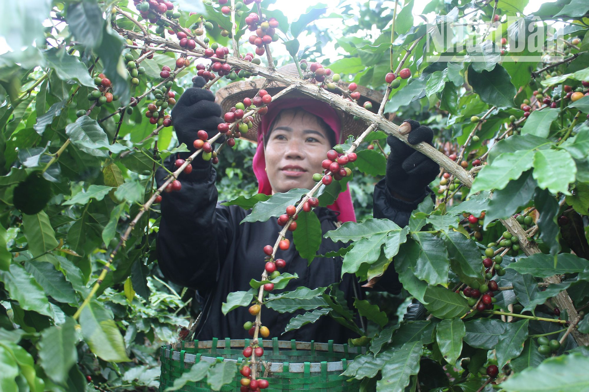 Người dân xã Chiềng Ban, huyện Mai Sơn thu hoạch cà phê được trồng theo hướng hữu cơ.