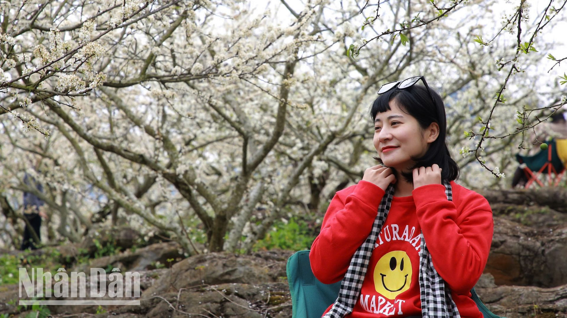 Một du khách đang đắm chìm trong sắc trắng tinh khôi của "Miền cổ tích trắng" trên cao nguyên Mộc Châu.