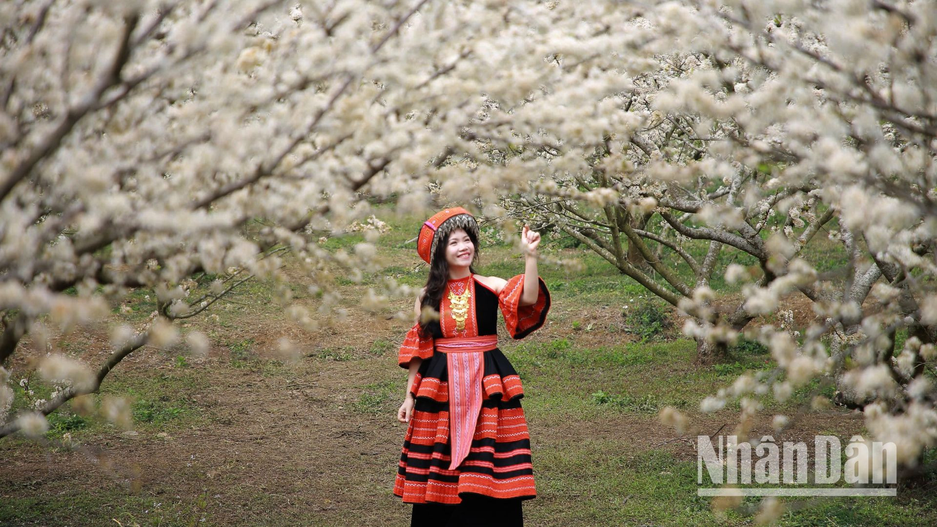 Nhiều du khách khoác trên mình trang phục của đồng bào dân tộc H'Mông để chụp ảnh dưới những tán mận đang khoe sắc.