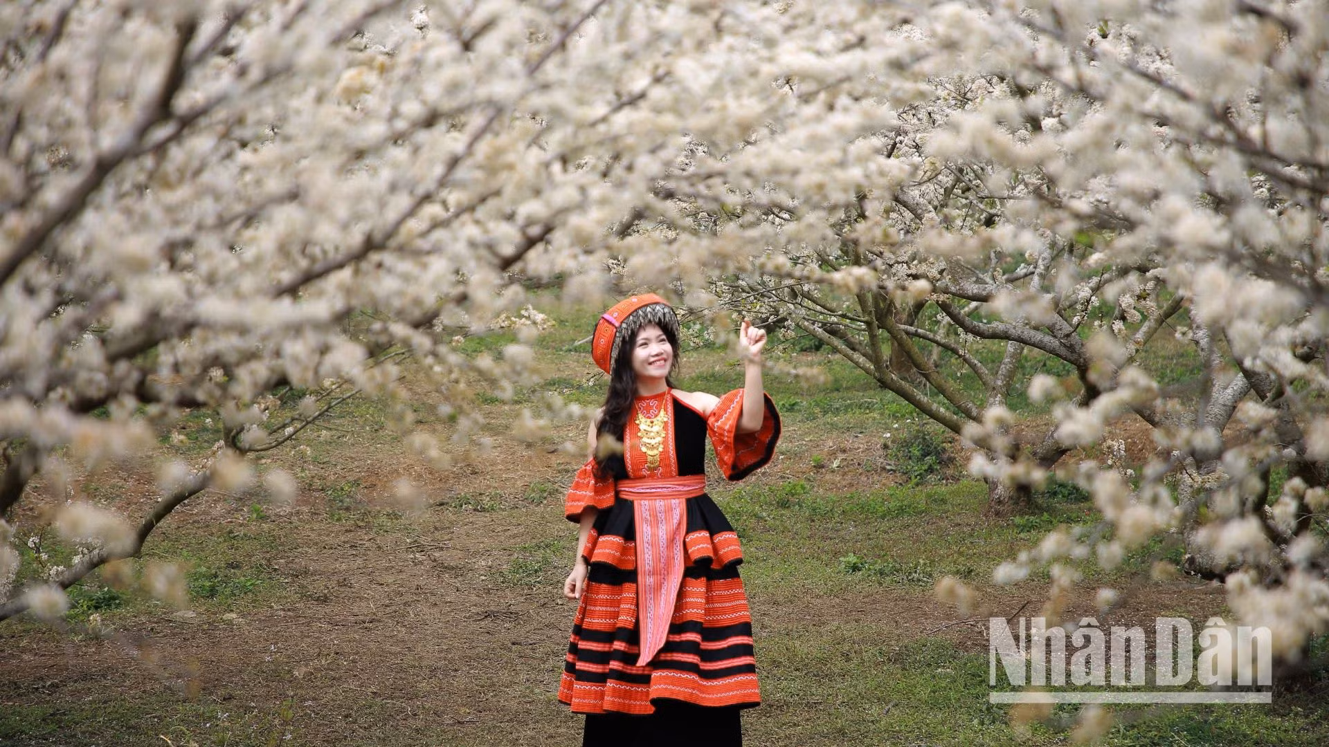 Nhiều du khách khoác trên mình trang phục của đồng bào dân tộc H'Mông để chụp ảnh dưới những tán mận đang khoe sắc. Nhiều du khách khoác trên mình trang phục của đồng bào dân tộc H'Mông để chụp ảnh dưới những tán mận đang khoe sắc.
