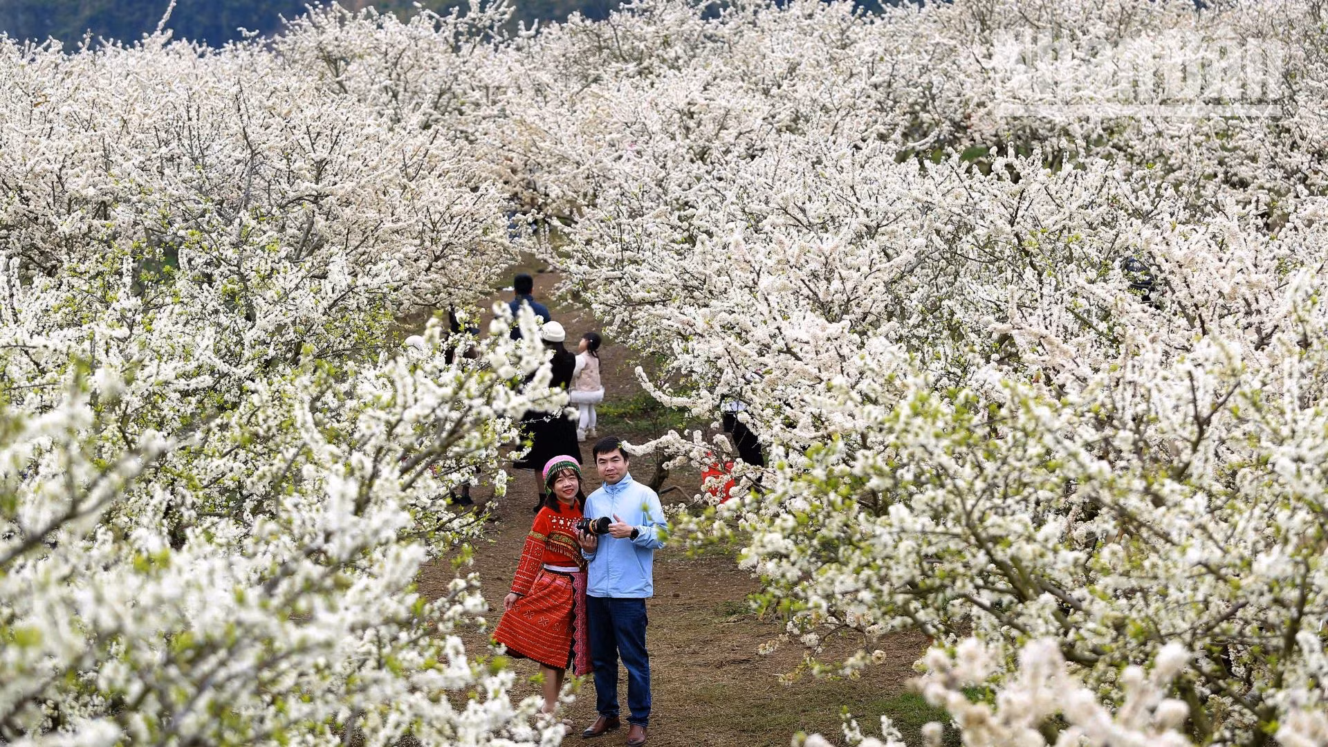 Trong dịp này, rất nhiều du khách từ khắp nơi đã đến với cao nguyên Mộc Châu để hòa mình trong sắc trắng tinh khôi của hoa mận. 