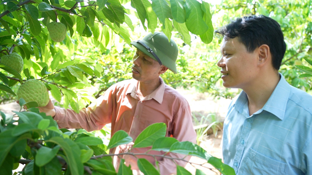 Mô hình trồng na mang lại hiệu quả kinh tế cao ở xã Việt Dân, thị xã Đông Triều, tỉnh Quảng Ninh.