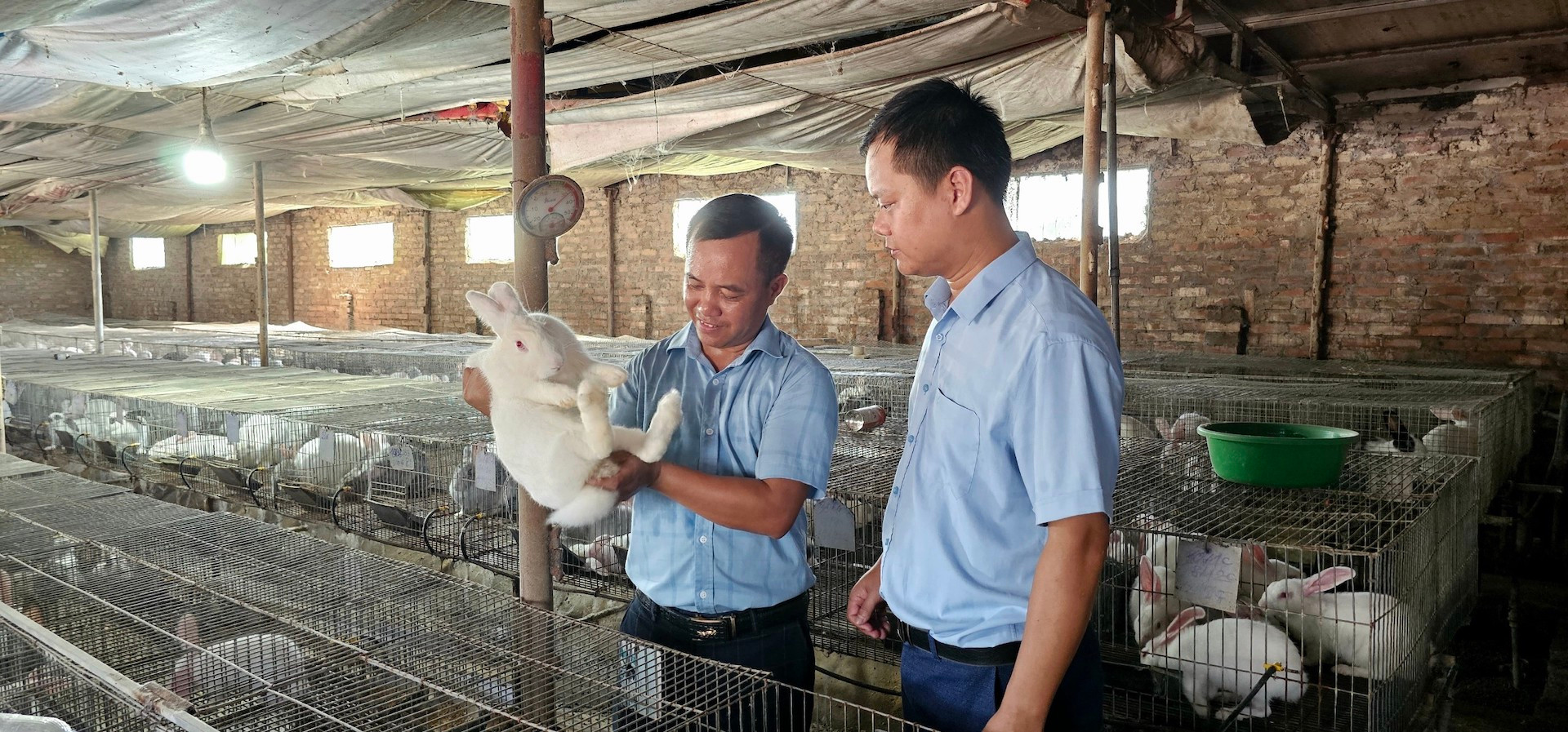 Mô hình nuôi thỏ thương phẩm của anh Phạm Viết Cao ở thôn An Lợi, xã Quảng Tân, huyện Đầm Hà.