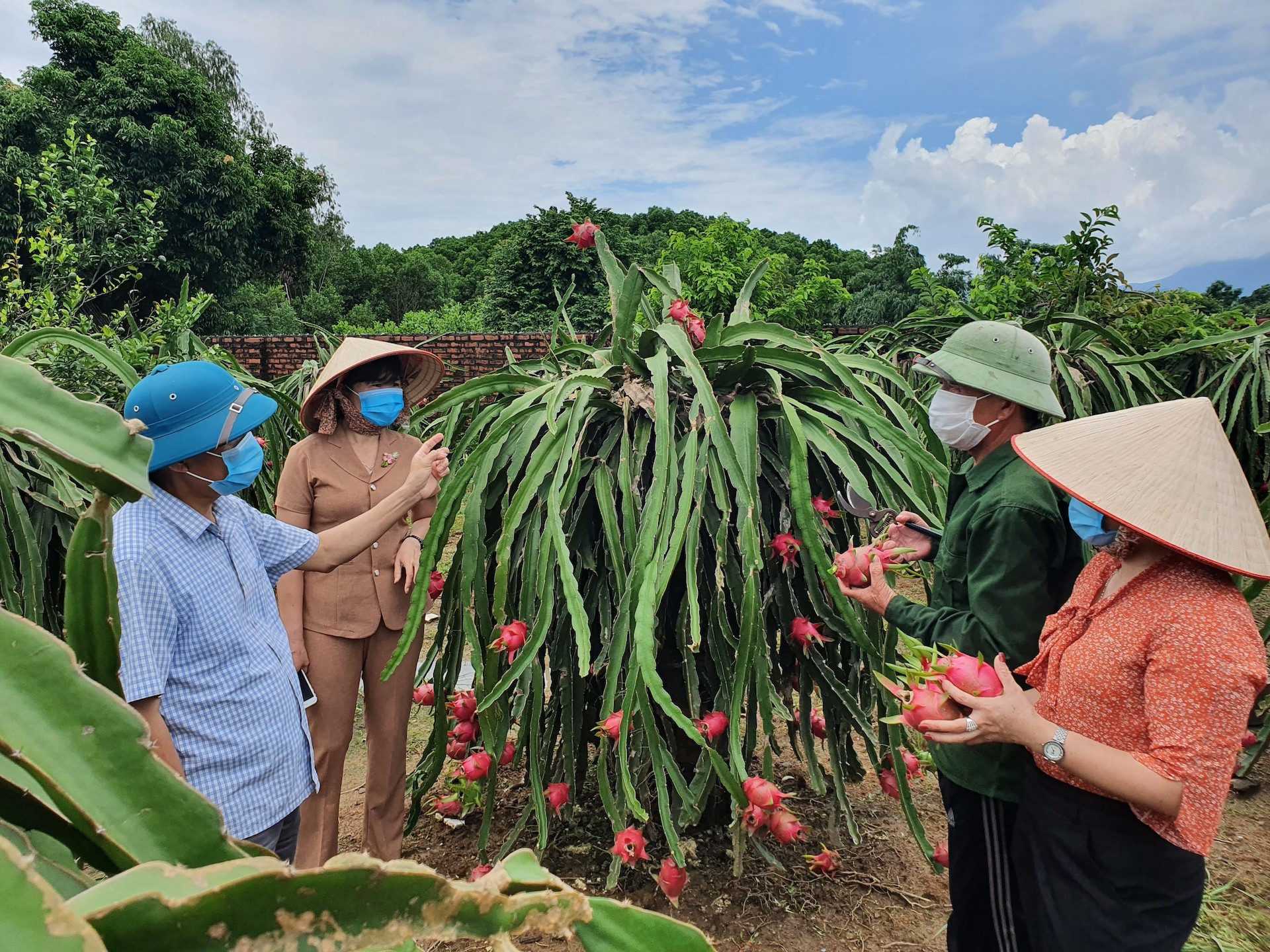 Mô hình vườn mẫu ở Hải Hà cũng là sản phẩm du lịch nông thôn hấp dẫn du khách.