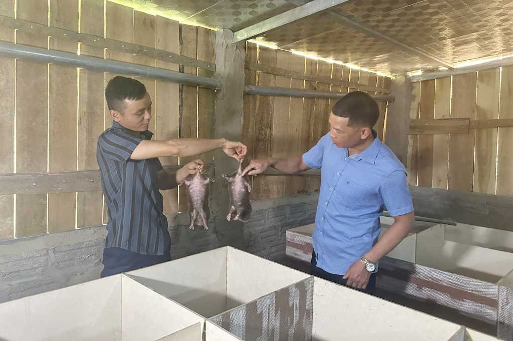 Mô hình nuôi dúi của Anh Triệu Kim Vày ở xã Đồn Đạc, huyện Ba Chẽ cho thu nhập từ 2 trăm đến 3 trăm triệu đồng/năm.