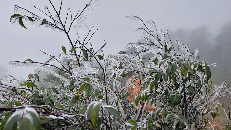 Băng giá xuất hiện tại một số đỉnh núi cao của huyện Bình Liêu, Quảng Ninh.