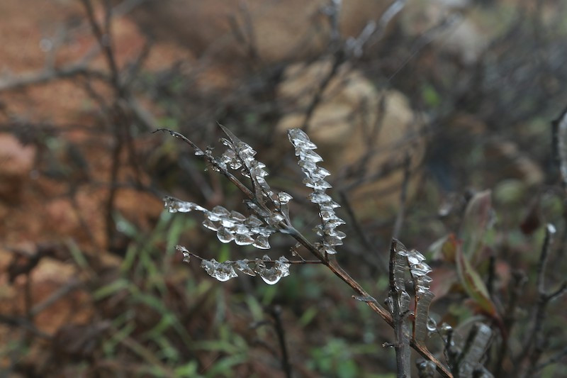 Băng giá xuất hiện tại một số đỉnh núi cao của huyện Bình Liêu, Quảng Ninh.