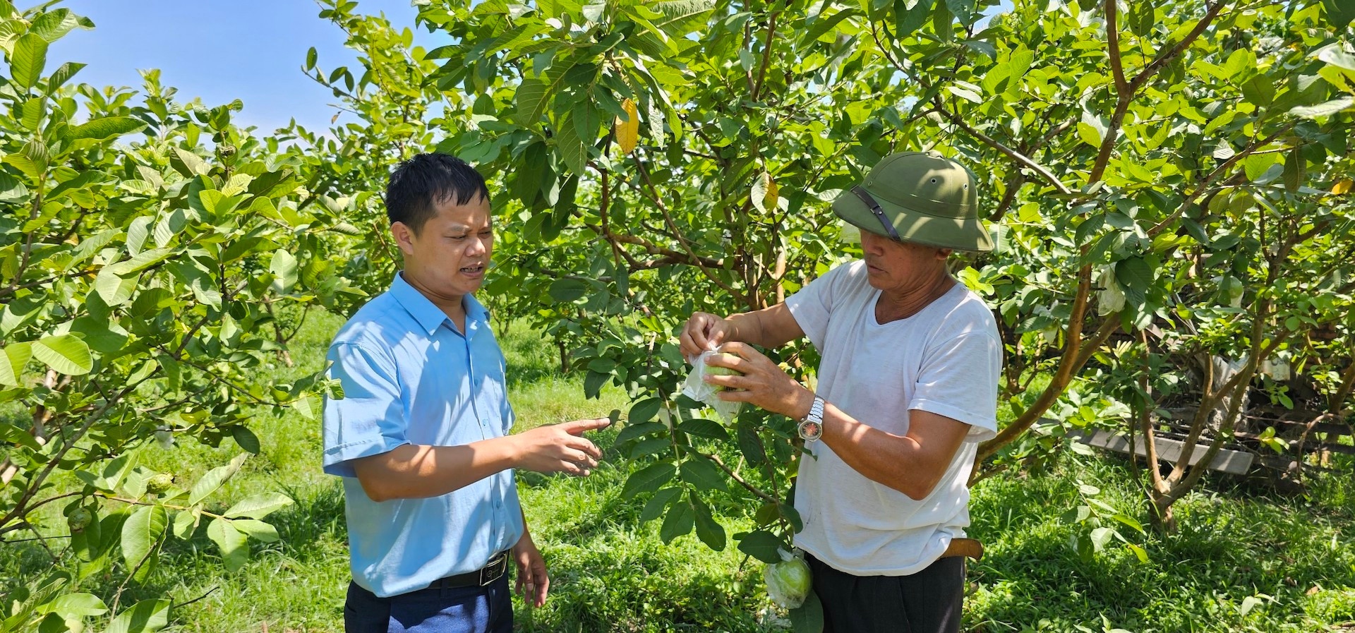 Mô hình trồng ổi lai lê của gia đình ông Vi Văn Đấu ở thôn Tân Mai, xã Tân Lập, huyện Đầm Hà cho thu nhập ổn định.
