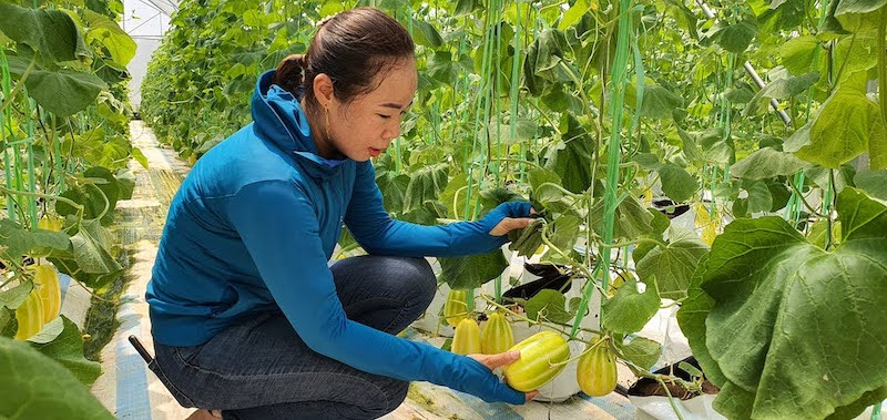 Mô hình trồng dưa hữu cơ ở xã Quảng Tân, huyện Đầm Hà, tỉnh Quảng Ninh.