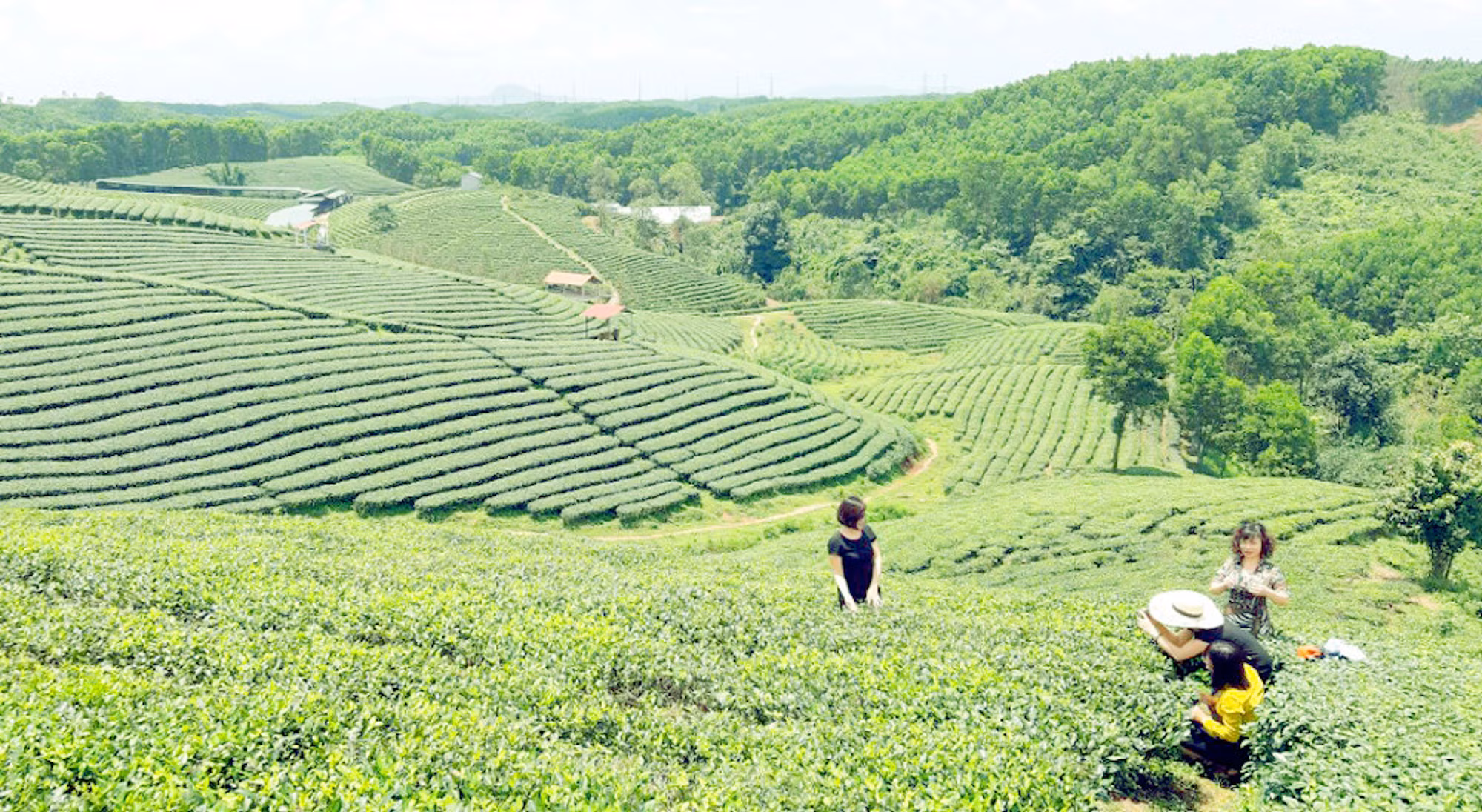 Du khách được trải nghiệm hái chè tại đồi chè ở huyện Hải Hà, Quảng Ninh.