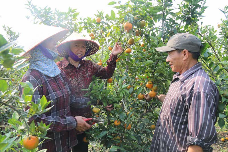 Mô hình trồng cam canh ở xã Việt Dân, thị xã Đông Triều, tỉnh Quảng Ninh.