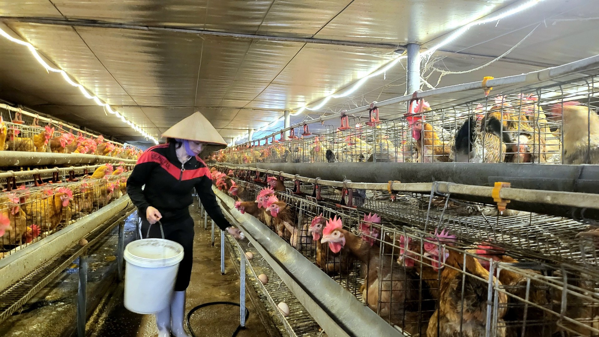 Mô hình nuôi gà của Hợp tác xã Tuyền Huyền ở xã Quảng Tân, huyện Đầm Hà