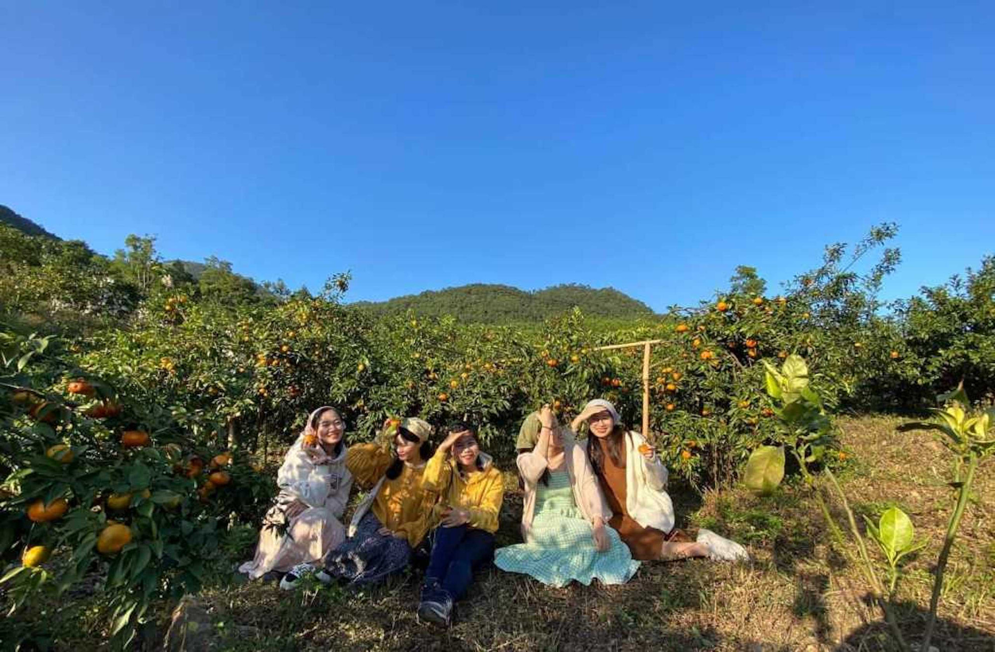 Du khách thích thú chụp ảnh tại vườn cam Vạn Yên, Vân Đồn.