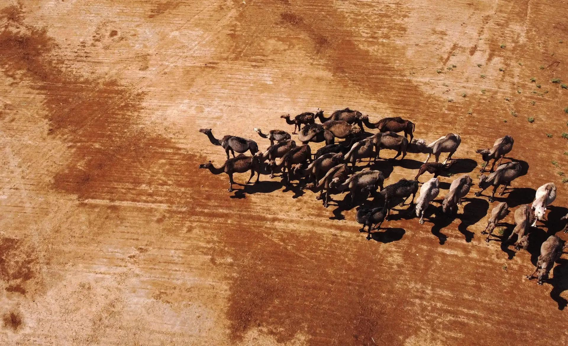 Đàn lạc đà gặm cỏ ở vùng nông thôn gần thành phố Raqqa, miền bắc Syria. (Ảnh: AFP/Getty Images)