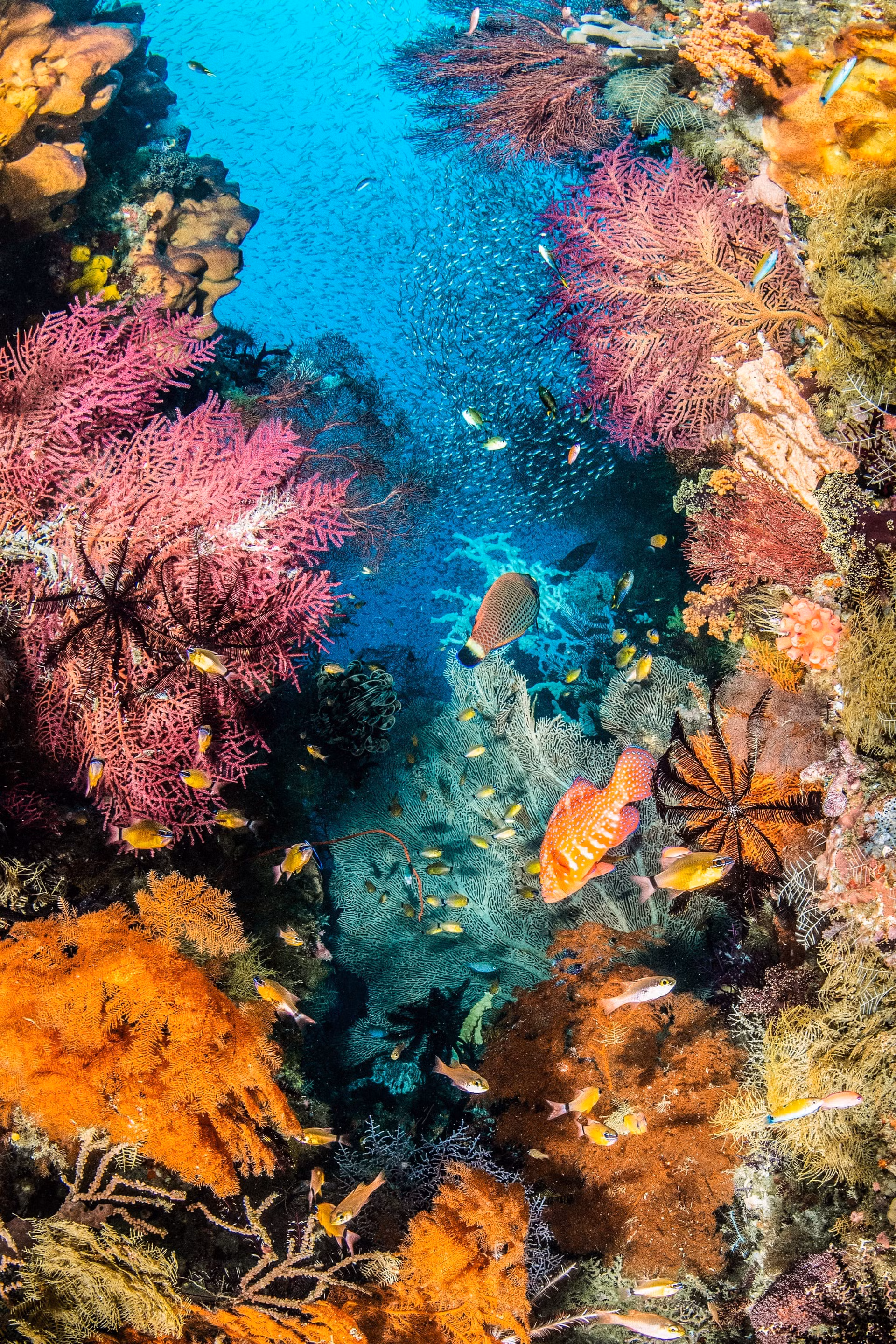 Khung cảnh rực rỡ của rạn san hô ở Raja Ampat, Indonesia, nơi được mệnh danh là thiên đường đa dạng sinh học dưới đại dương. (Ảnh: Catherine Holmes, Anh)