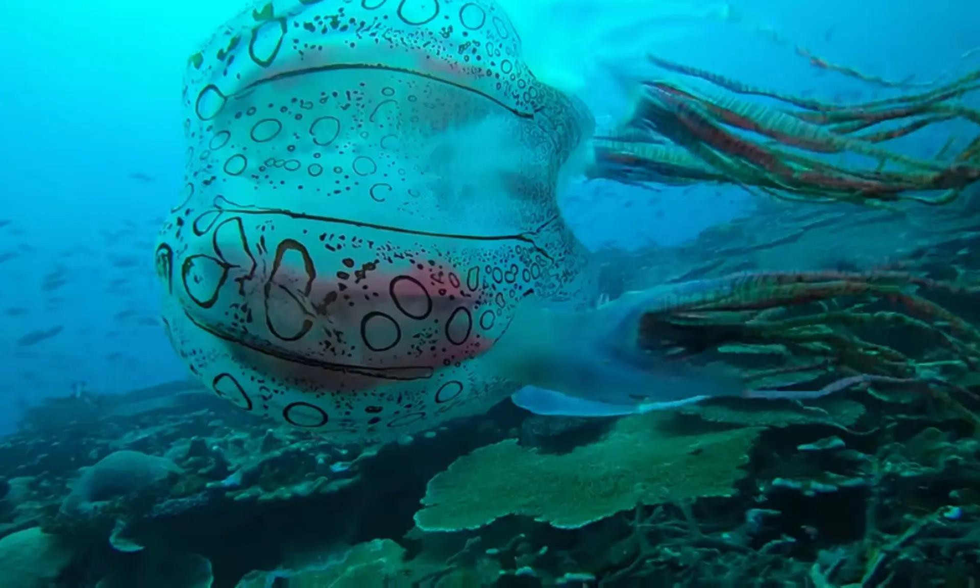 Một loài sứa mới được phát hiện bởi một thợ lặn biển ở Papua New Guinea. Các nhà nghiên cứu thấy ấn tượng bởi chi tiết phức tạp của con sứa và cách thức di chuyển dứt khoát của nó ở trong nước. (Nguồn: Scuba Ventures Kavieng) Một loài sứa mới được phát hiện bởi một thợ lặn biển ở Papua New Guinea. Các nhà nghiên cứu thấy ấn tượng bởi chi tiết phức tạp của con sứa và cách thức di chuyển dứt khoát của nó ở trong nước. (Nguồn: Scuba Ventures Kavieng)